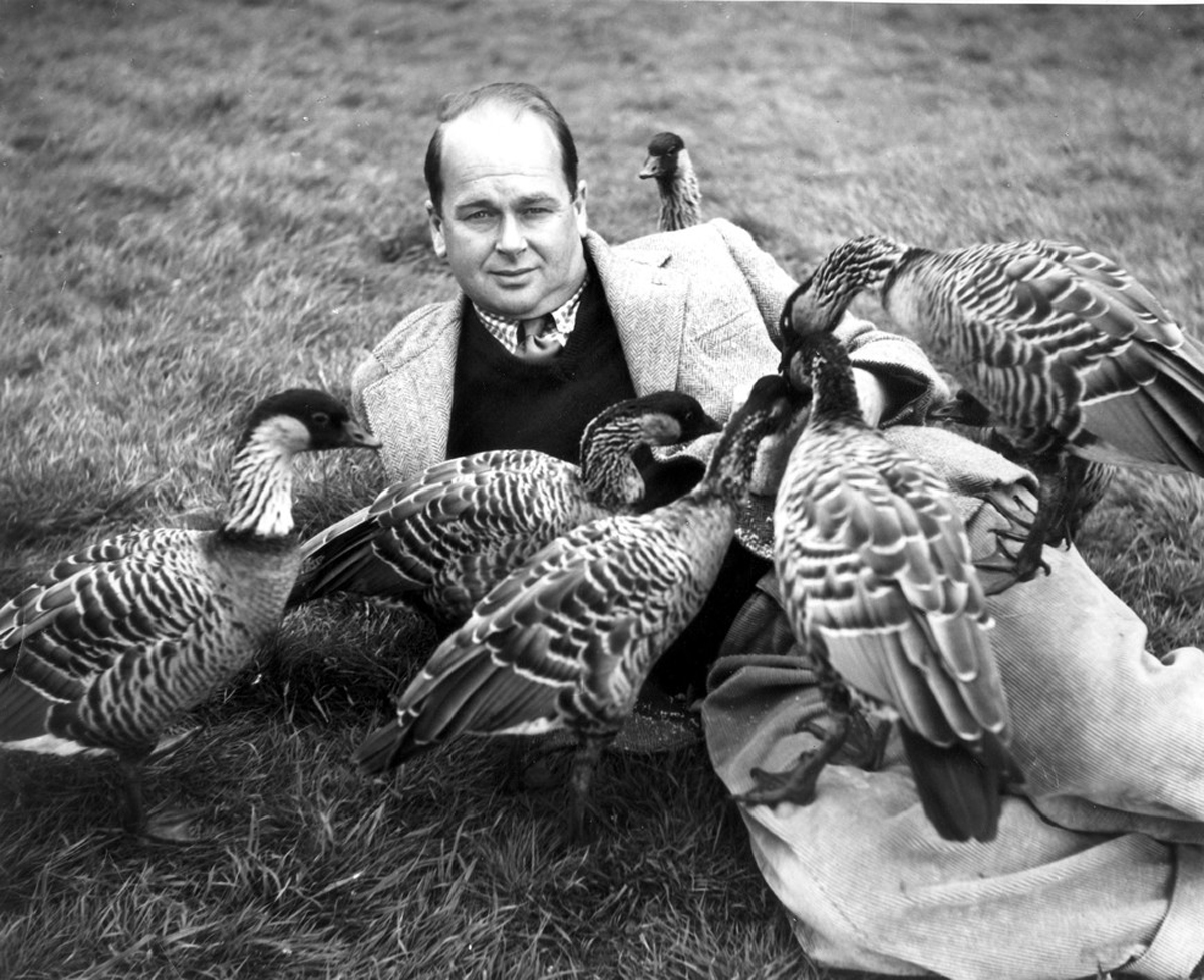 Sir Peter Scott's work to protect the Hawaiian Goose has seen their numbers grow to 2,500 (WWT/PA)