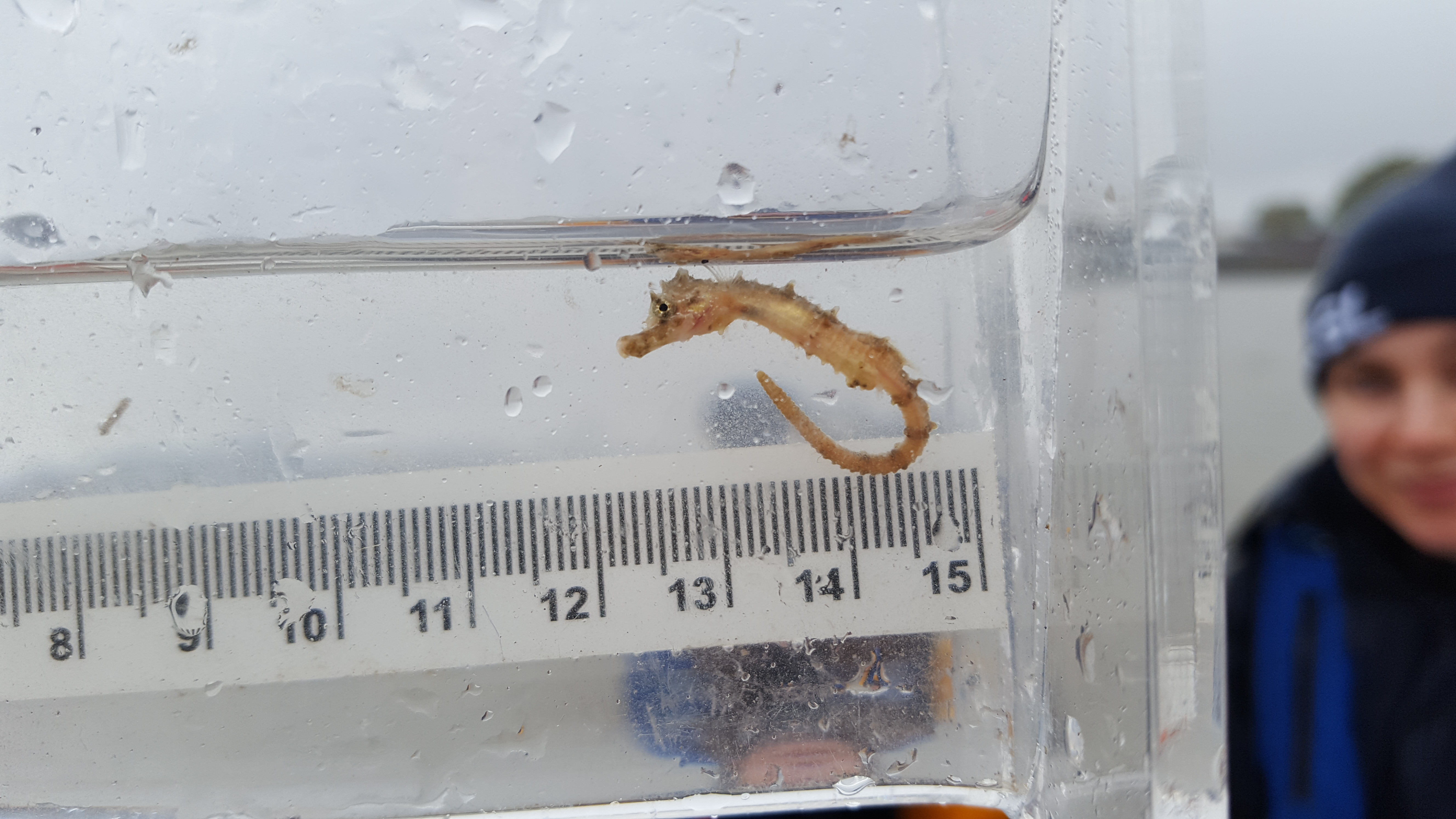 A juvenile short-snouted seahorse was found in 2017 at Greenwich (ZSL/PA) 