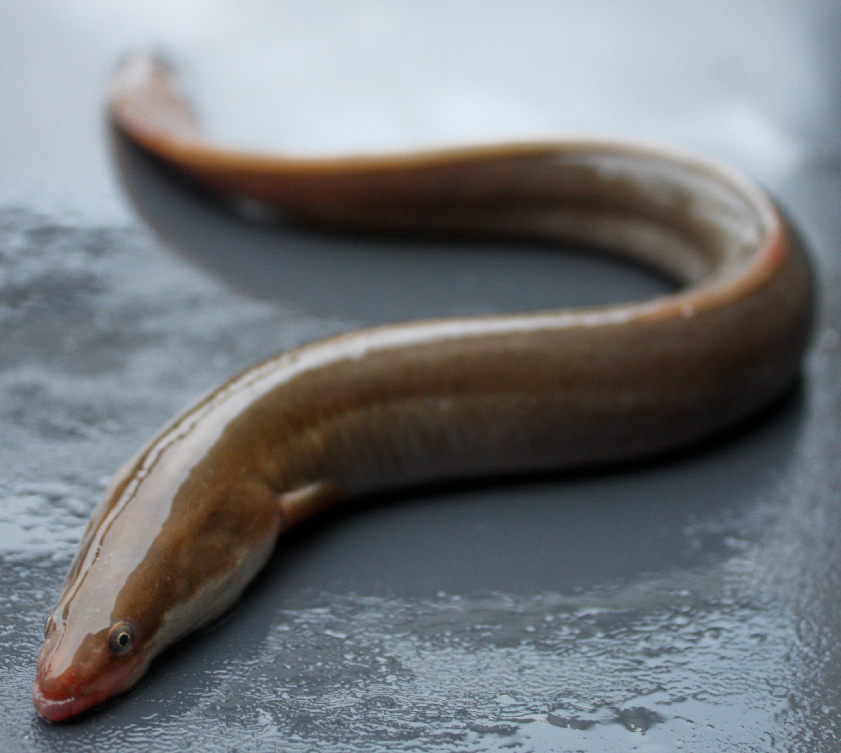Eels are among the wildlife resident in the River Thames ( ZSL/PA)