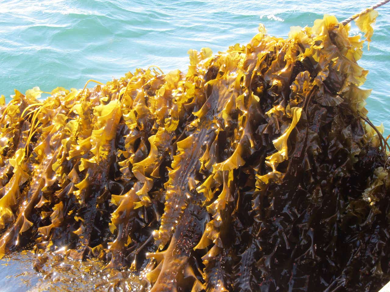 Seaweed used to feed cattle in trial aimed at cutting methane emissions