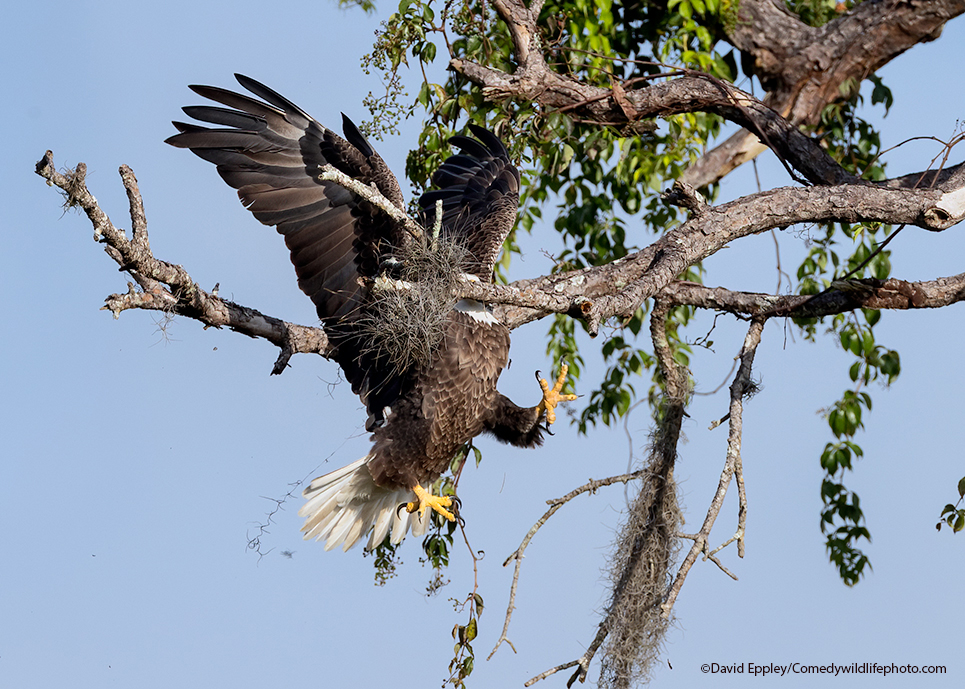 Majestic And Graceful Bald Eagle by David Eppley
