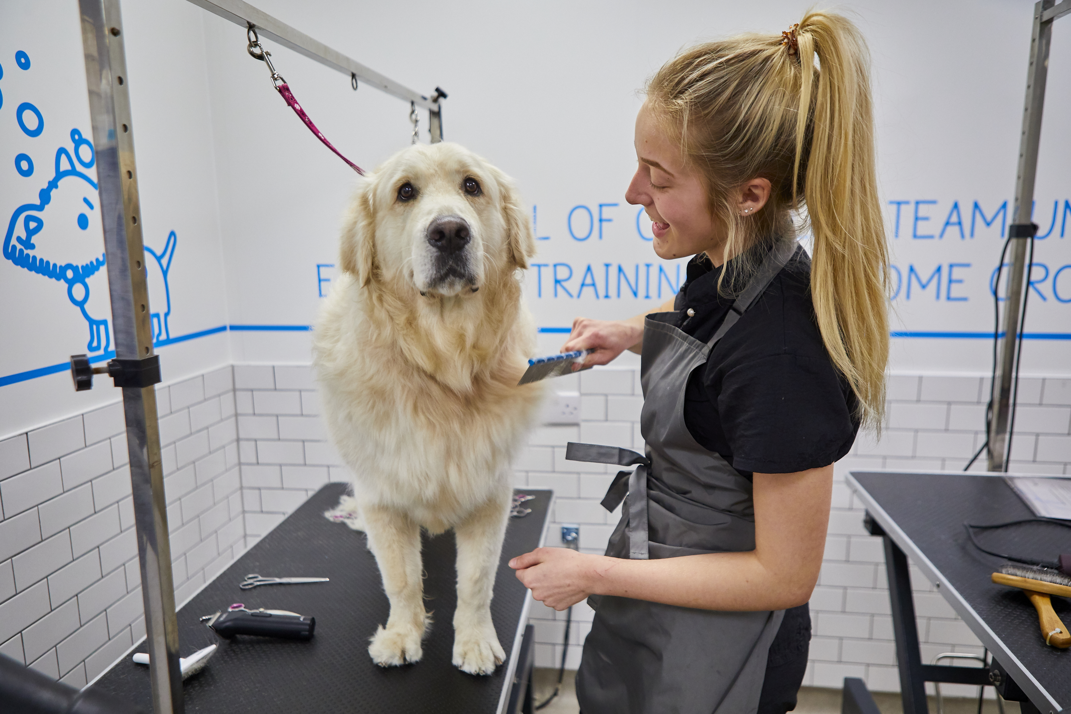 what gcses do you need to be a police dog handler