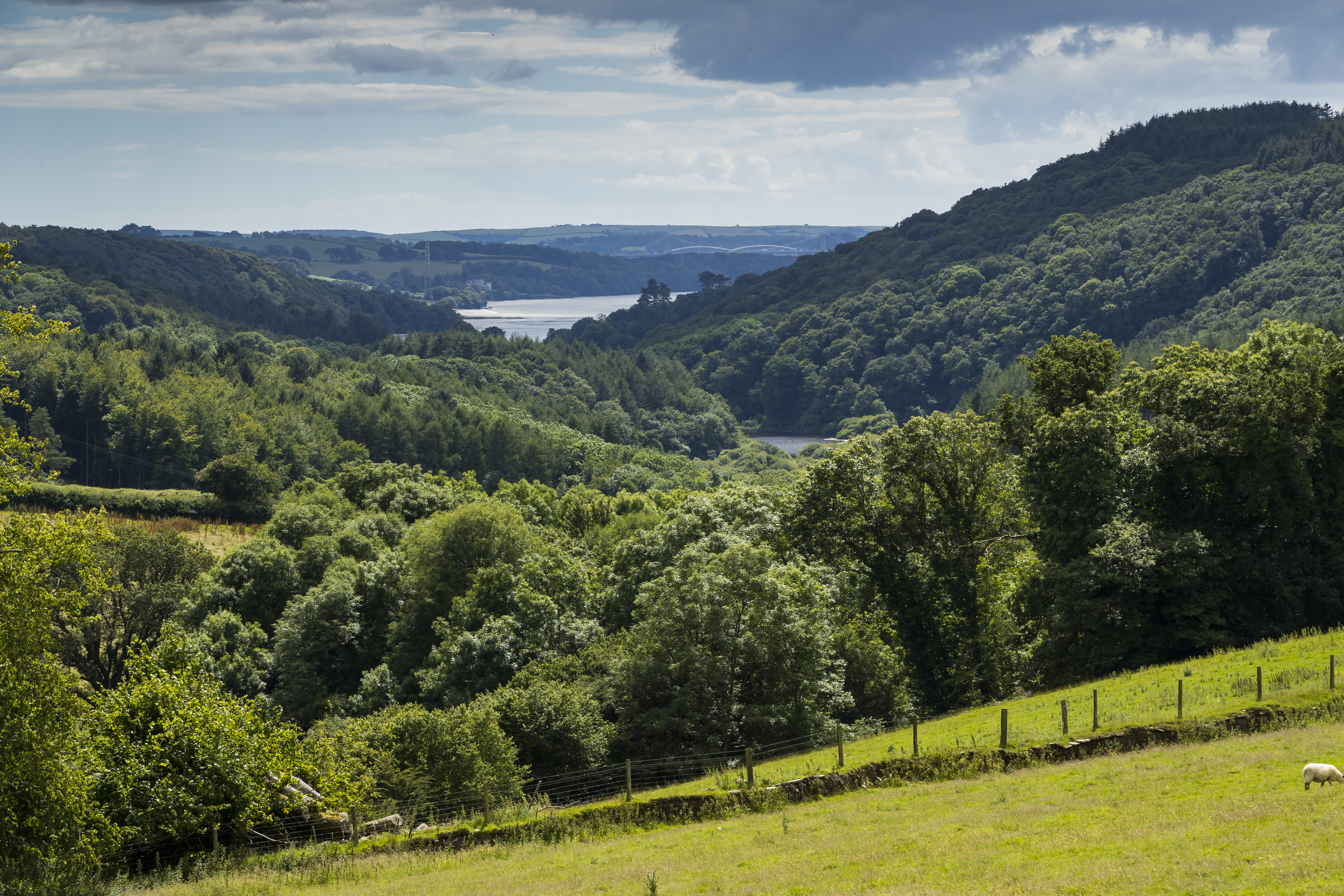 View of established woodland in the Tavy Valley from Buckland Abbey, Devon (National Trust/PA)