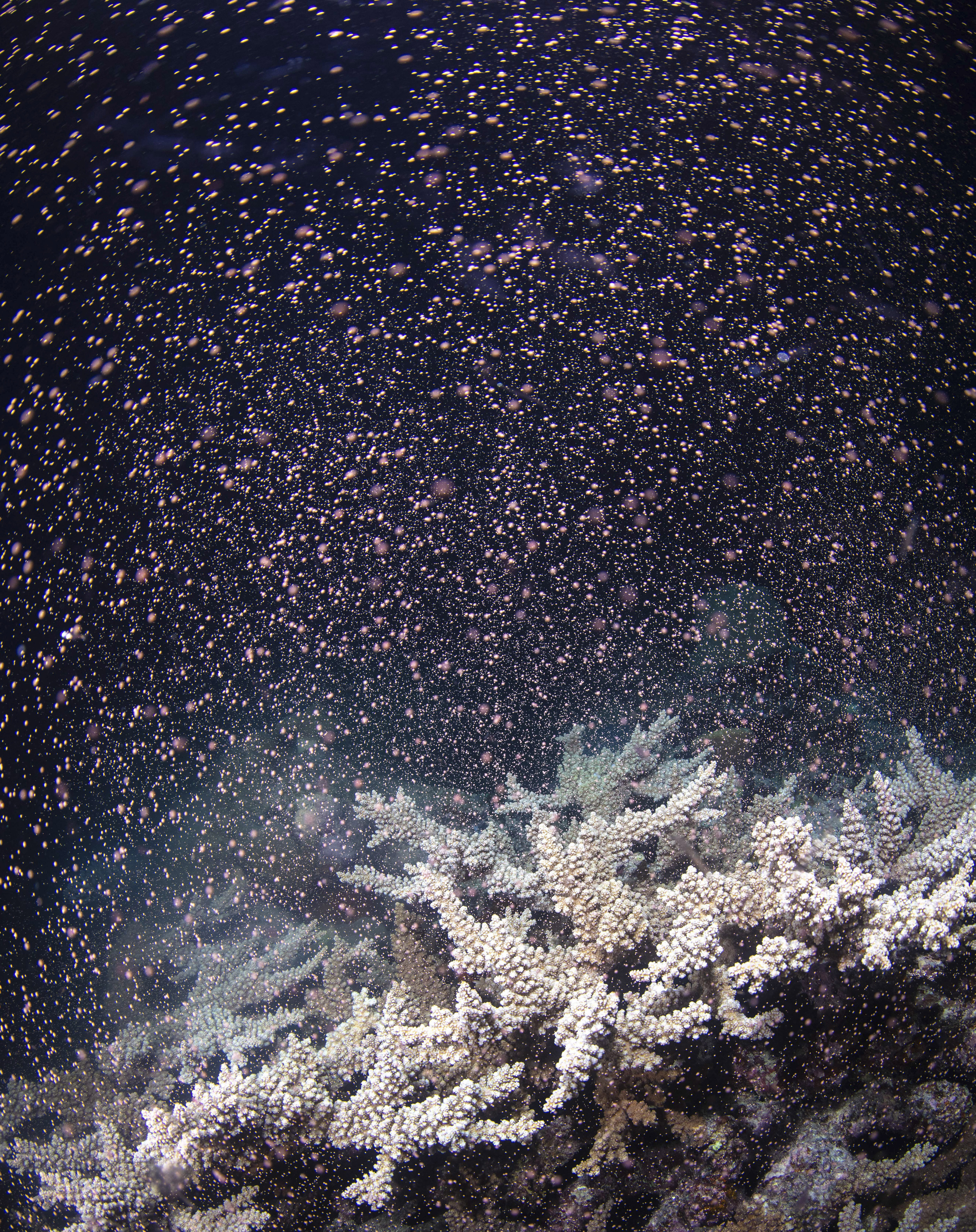 Australia's Great Barrier Reef