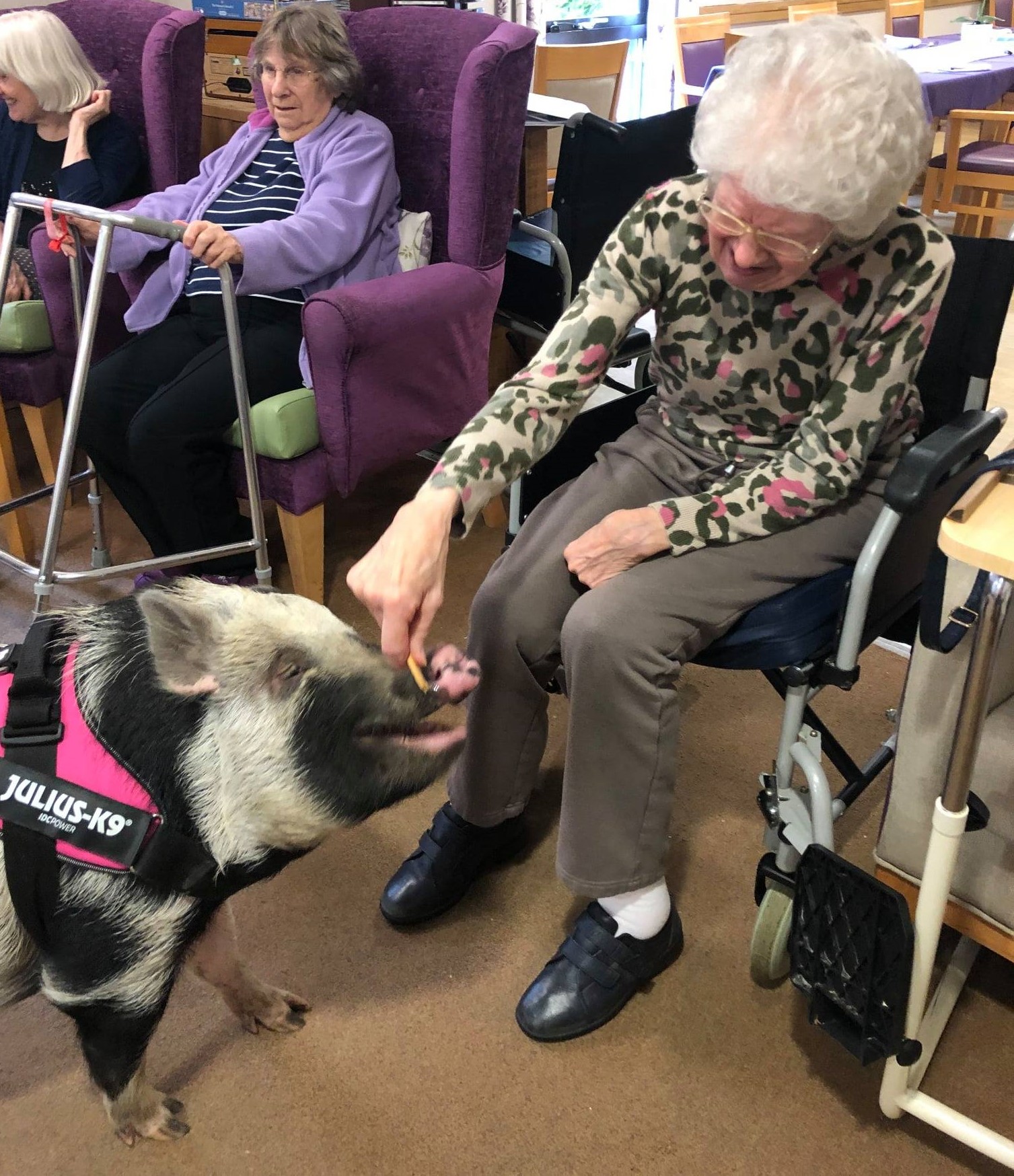 Blanket the Pig enjoys a cuddle from resident Jennifer 