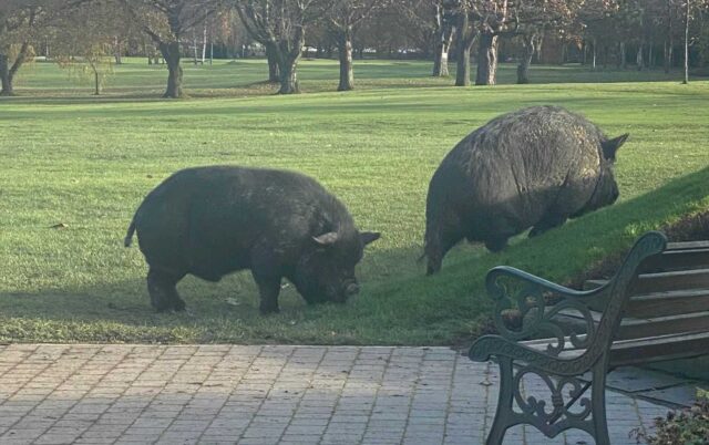 pigs on the golf course