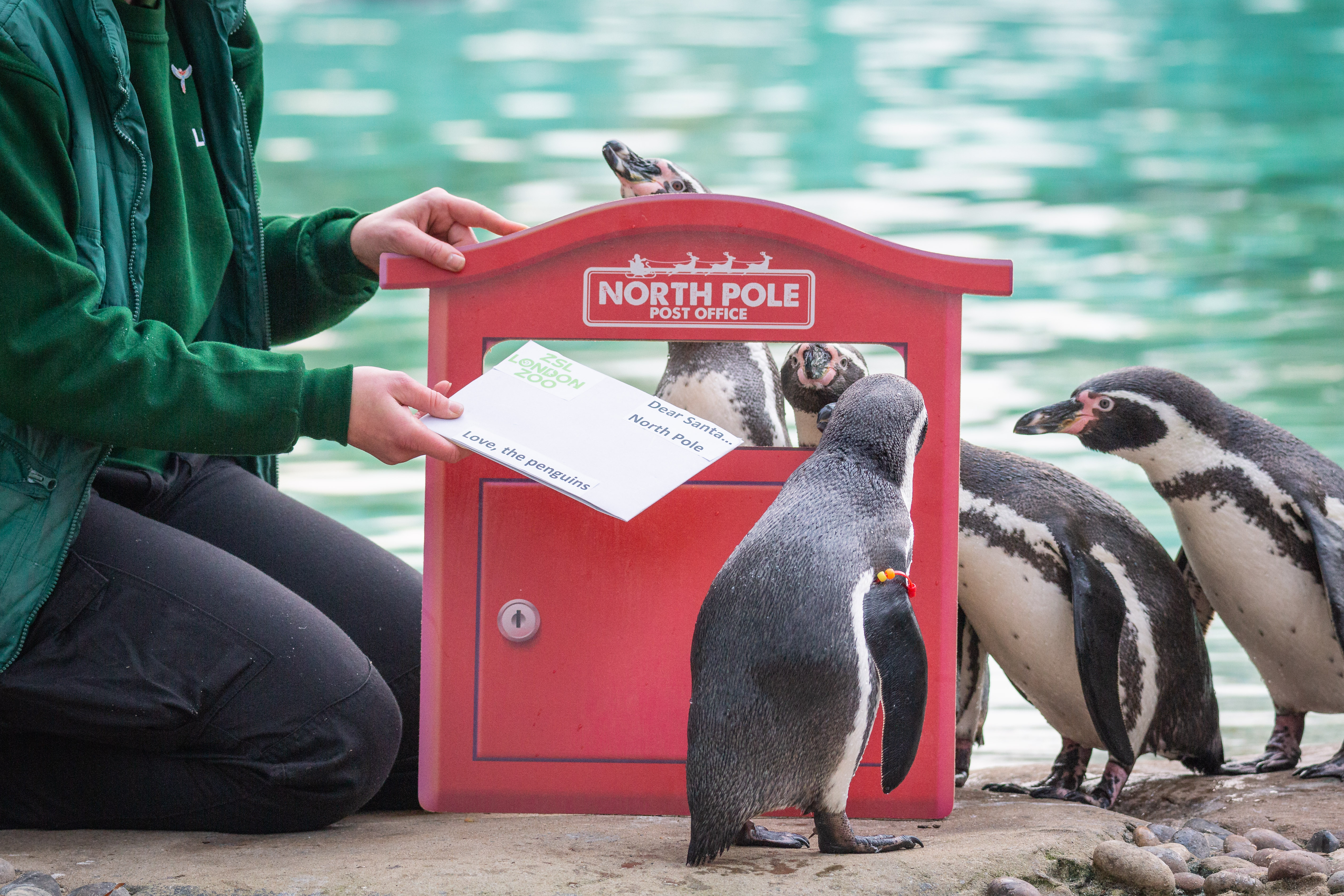 Penguins send letters to Santa with keeper Jessica Jones