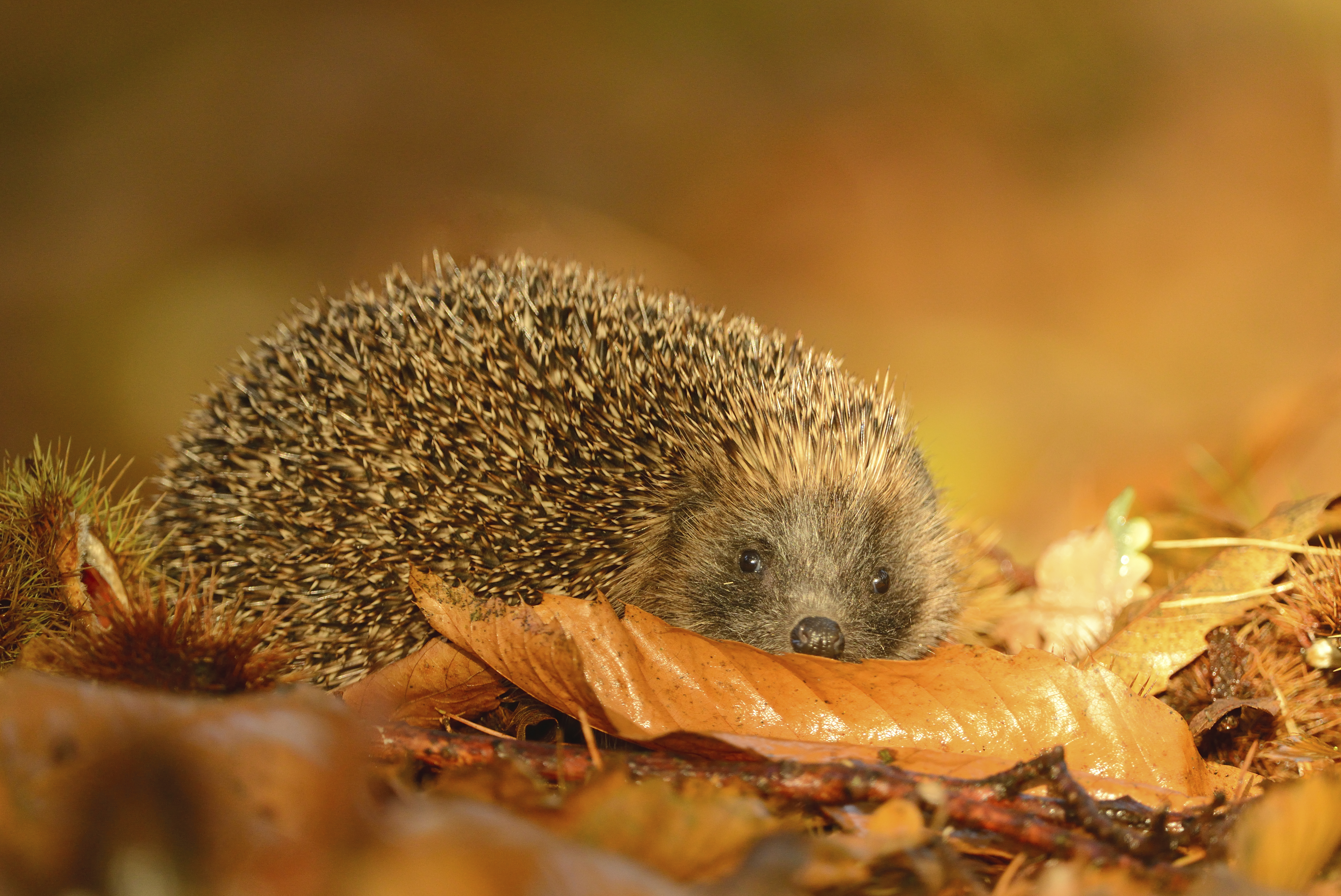 Hedgehogs are closely associated with hedgerows (Ben Andrew/RSPB/PA)