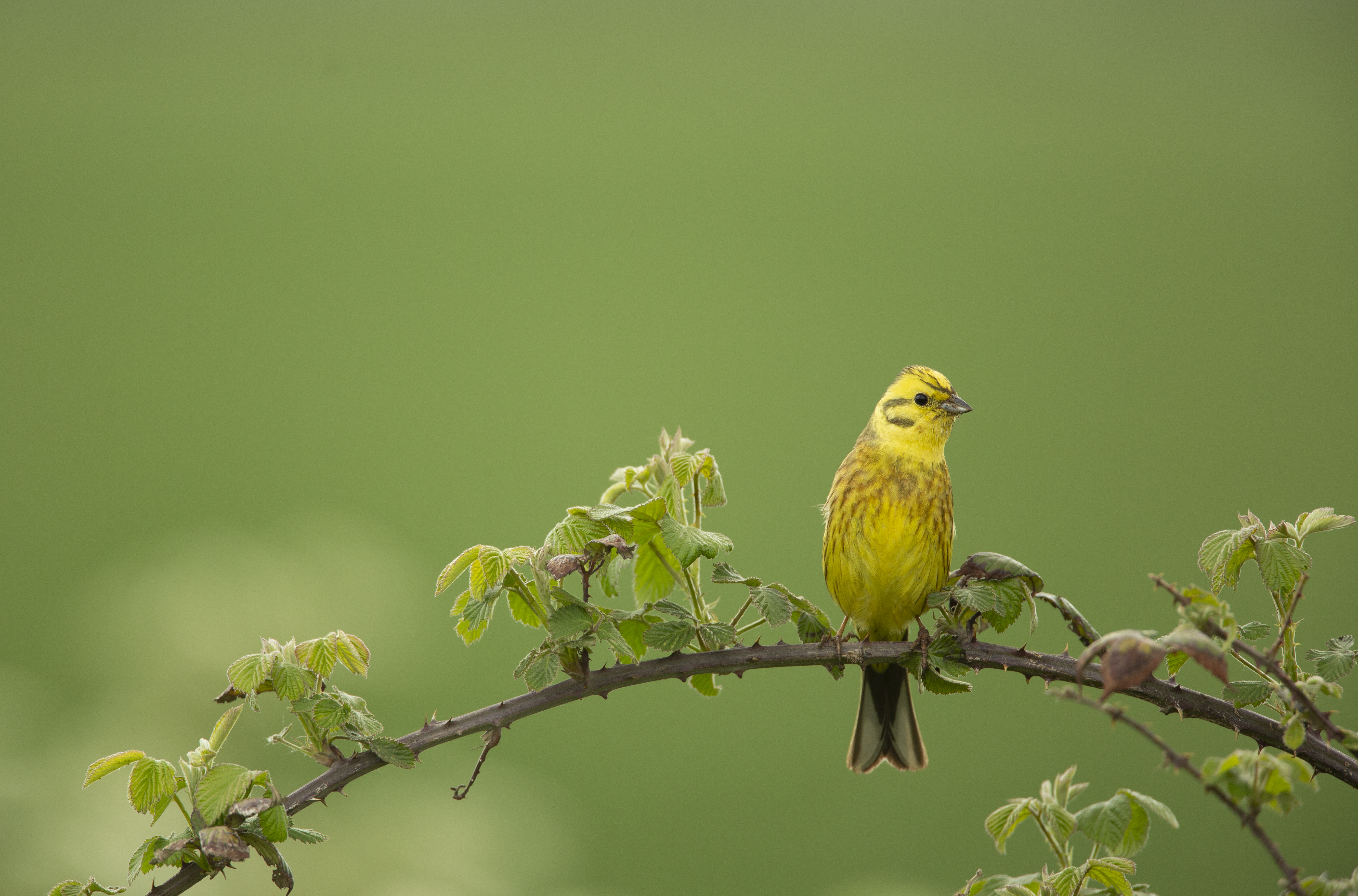 Yellowhammer on branch