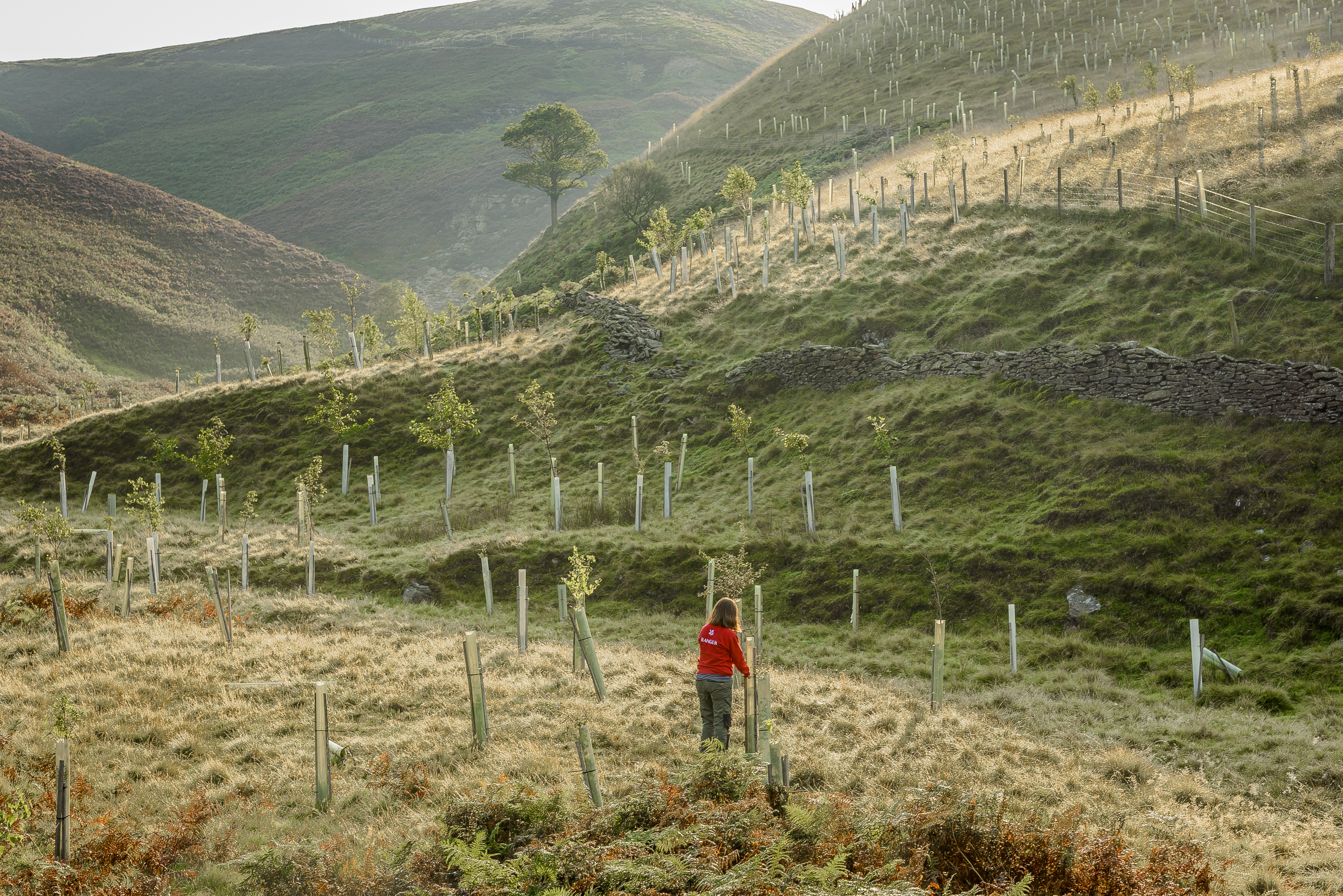 Tree planting in the Peak District (National Trust/PA)