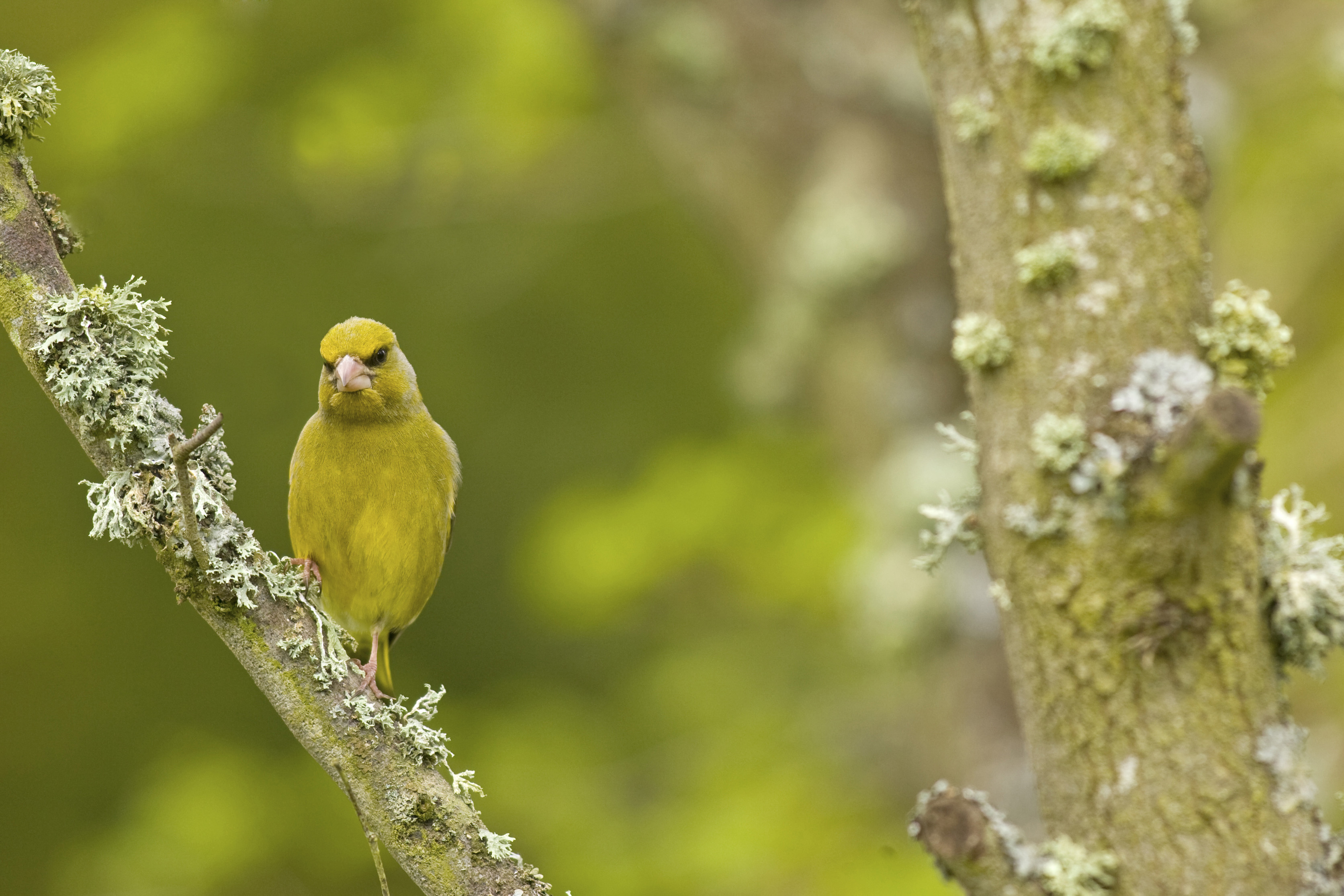 Greenfinch perched on lichen covered branch