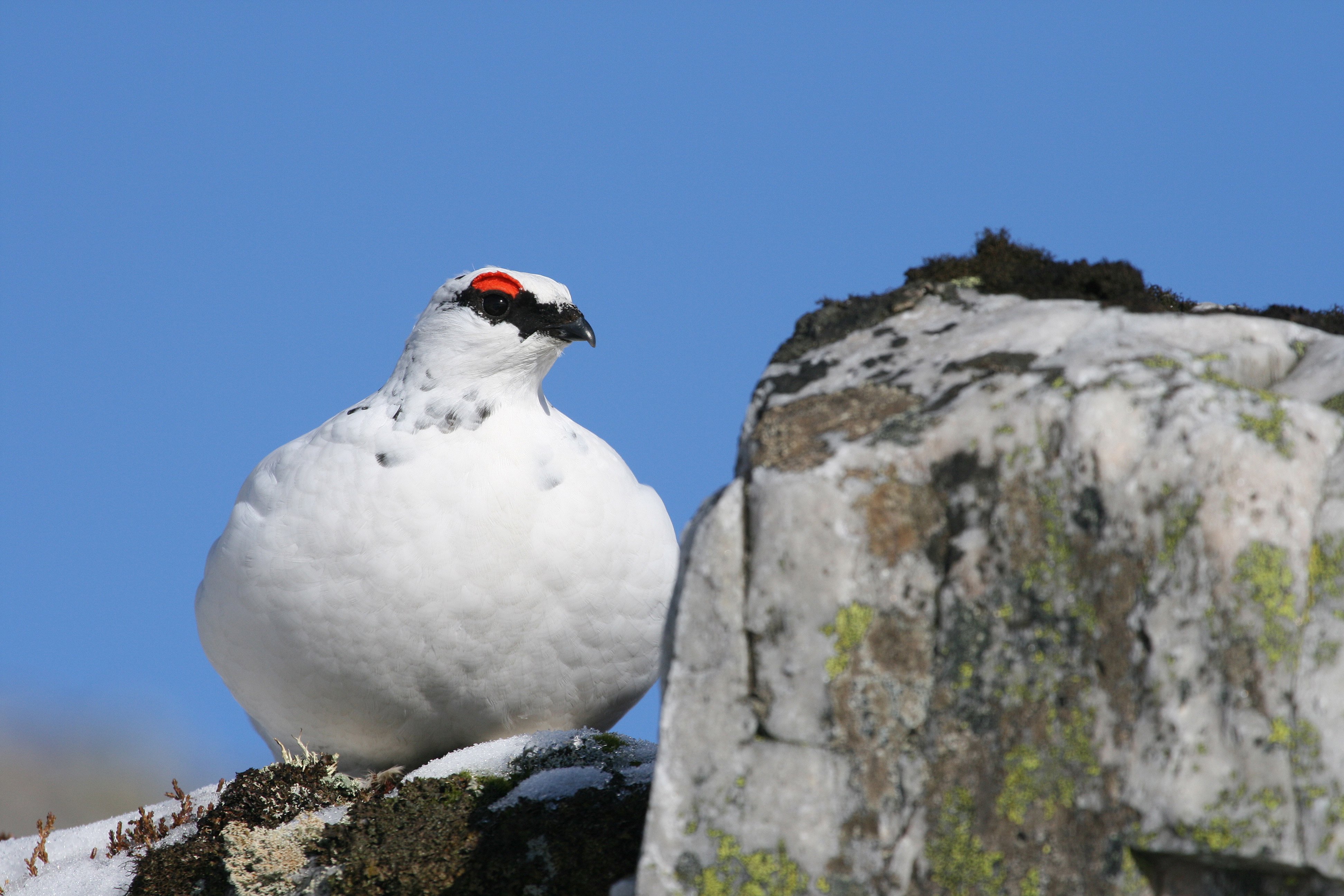 Male ptarmigan showing its winter plumage in Cairngorms National Park in the Scottish Highlands 