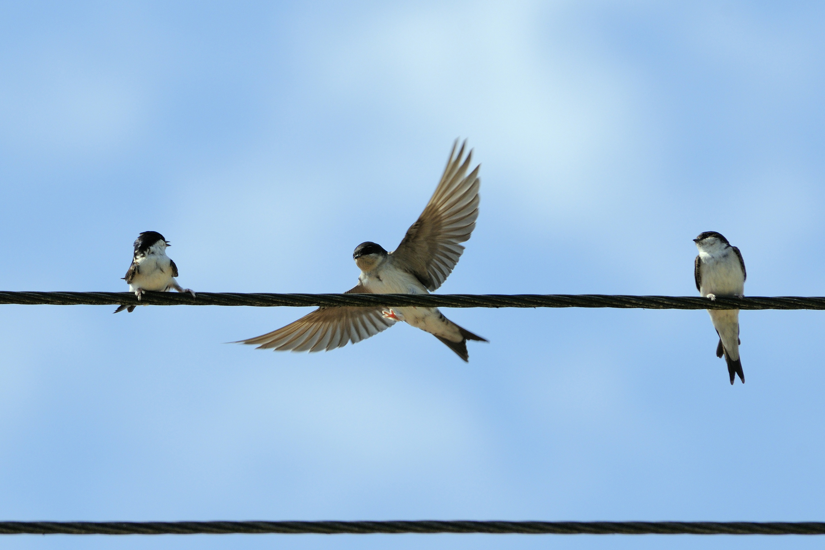 Young house martin about to land between two adults on telephone wire to join gathering in preparation for migration (