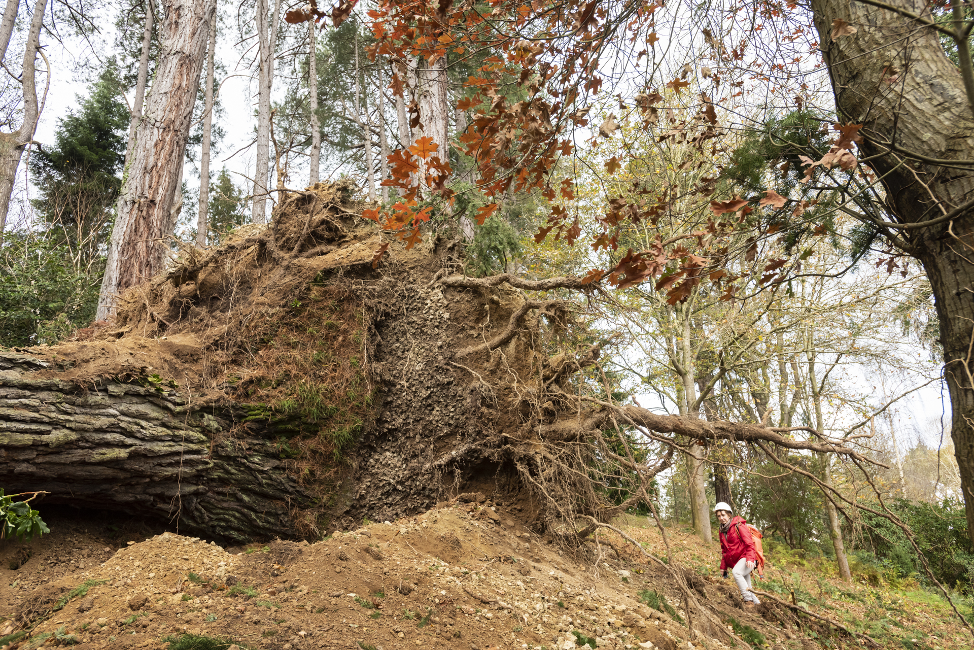 Tree uprooted by the storm at Bodnant Gardens 