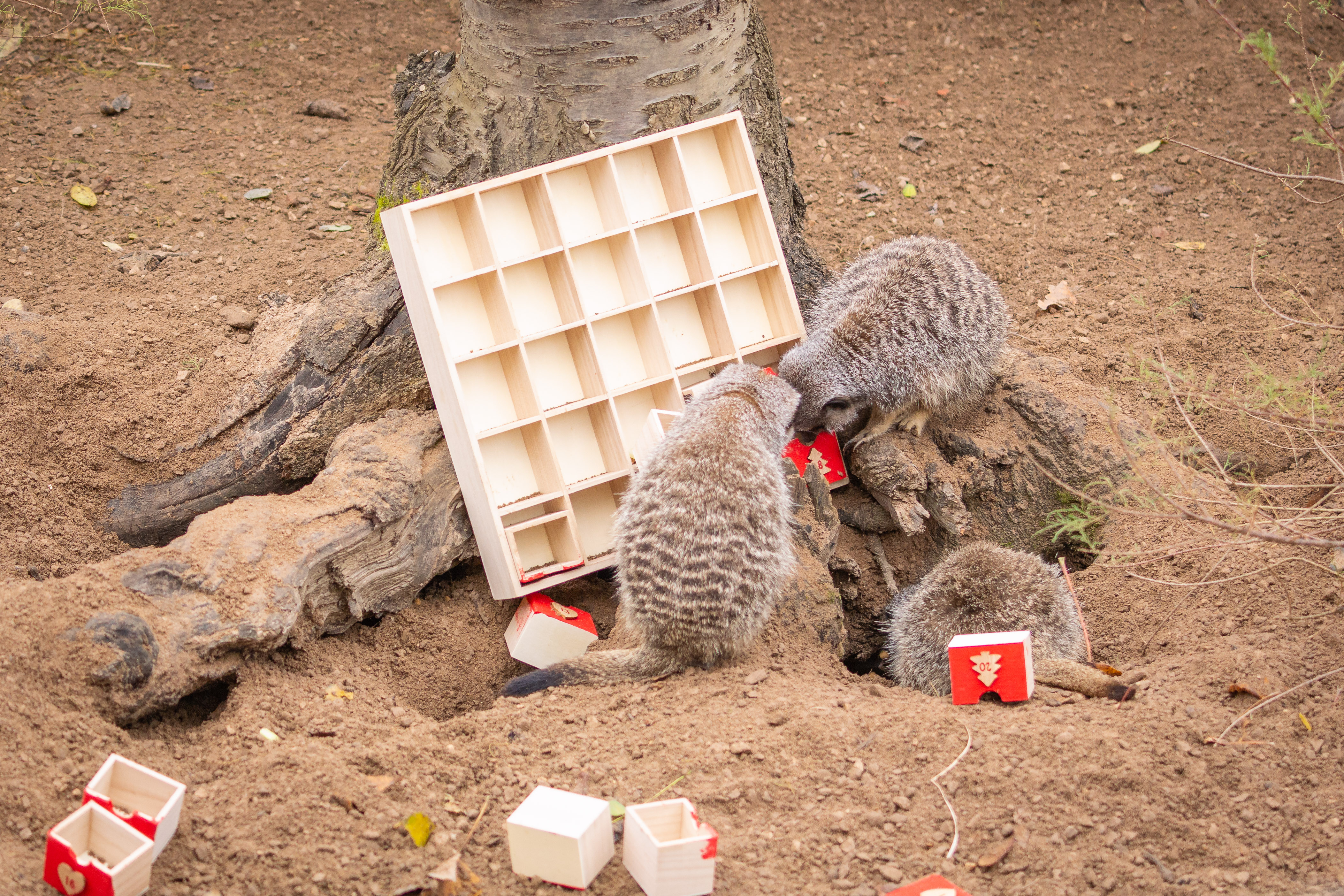 Meerkats open all the doors on their advent calendar