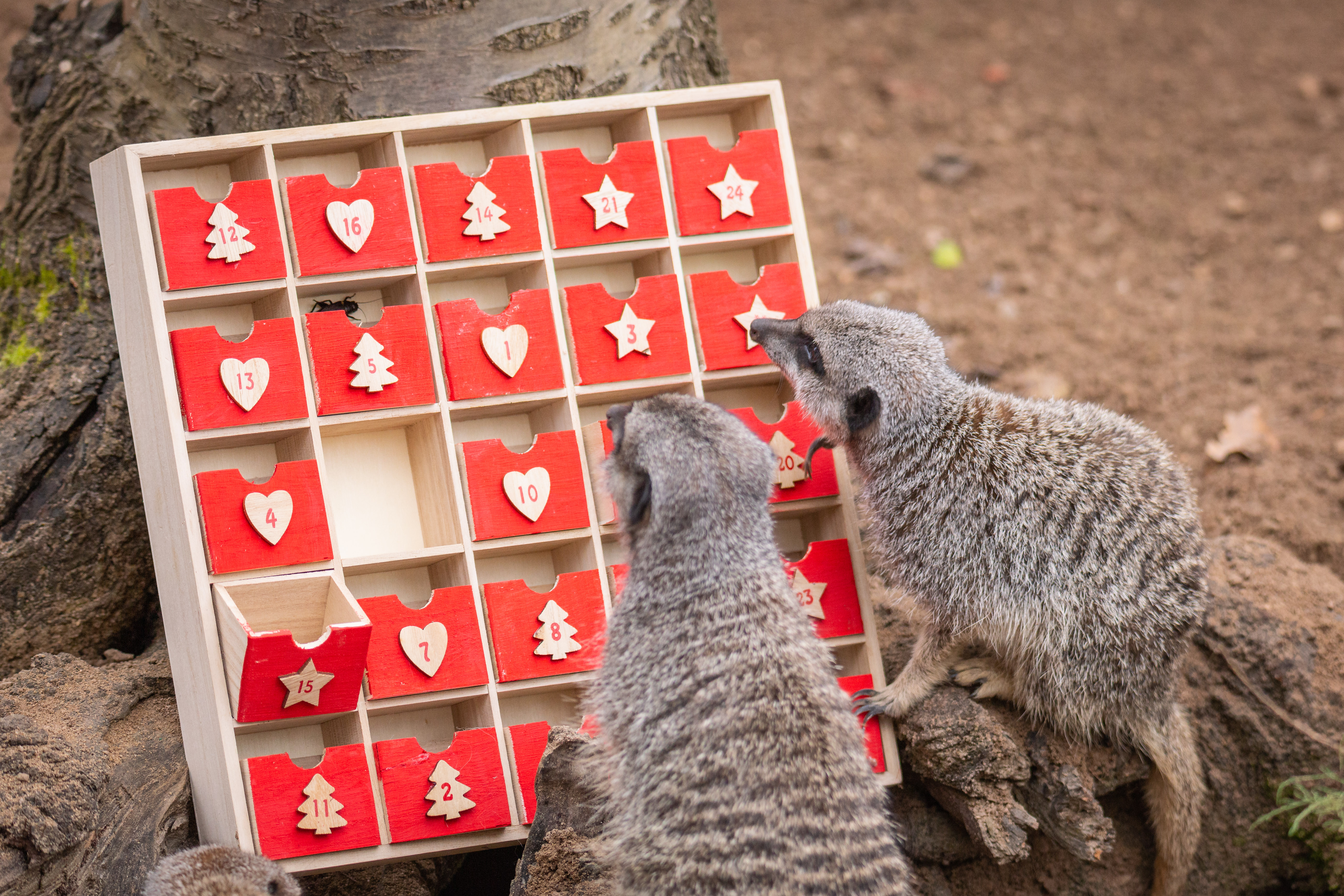 Meerkats open all the doors on their advent calendar