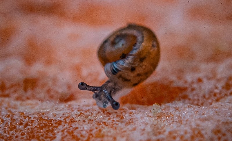 Tiny snail at Chester Zoo