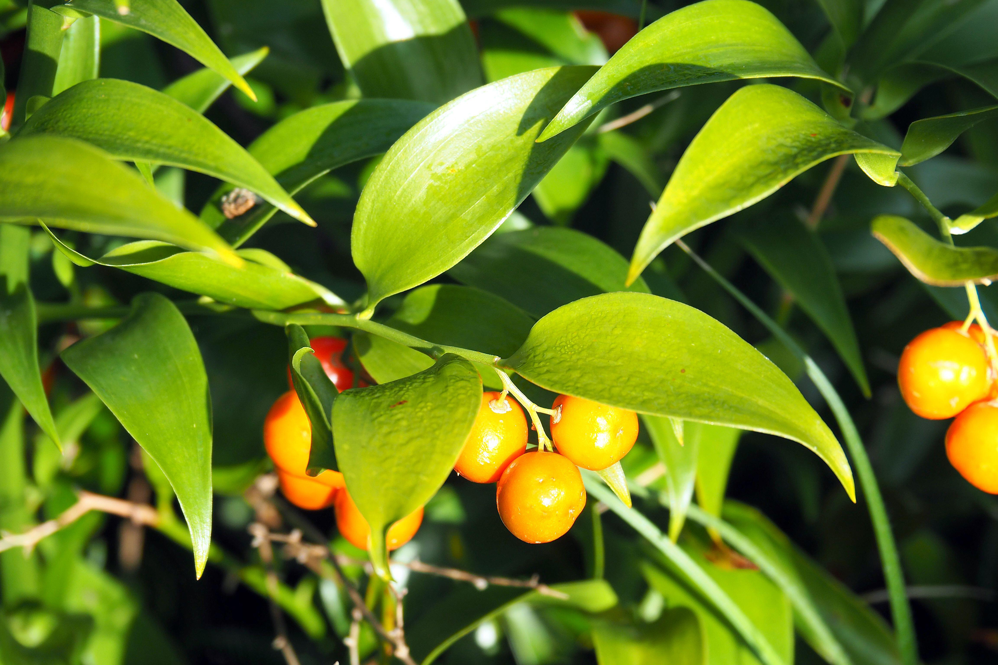 Soft ruscus (Alamy/PA)