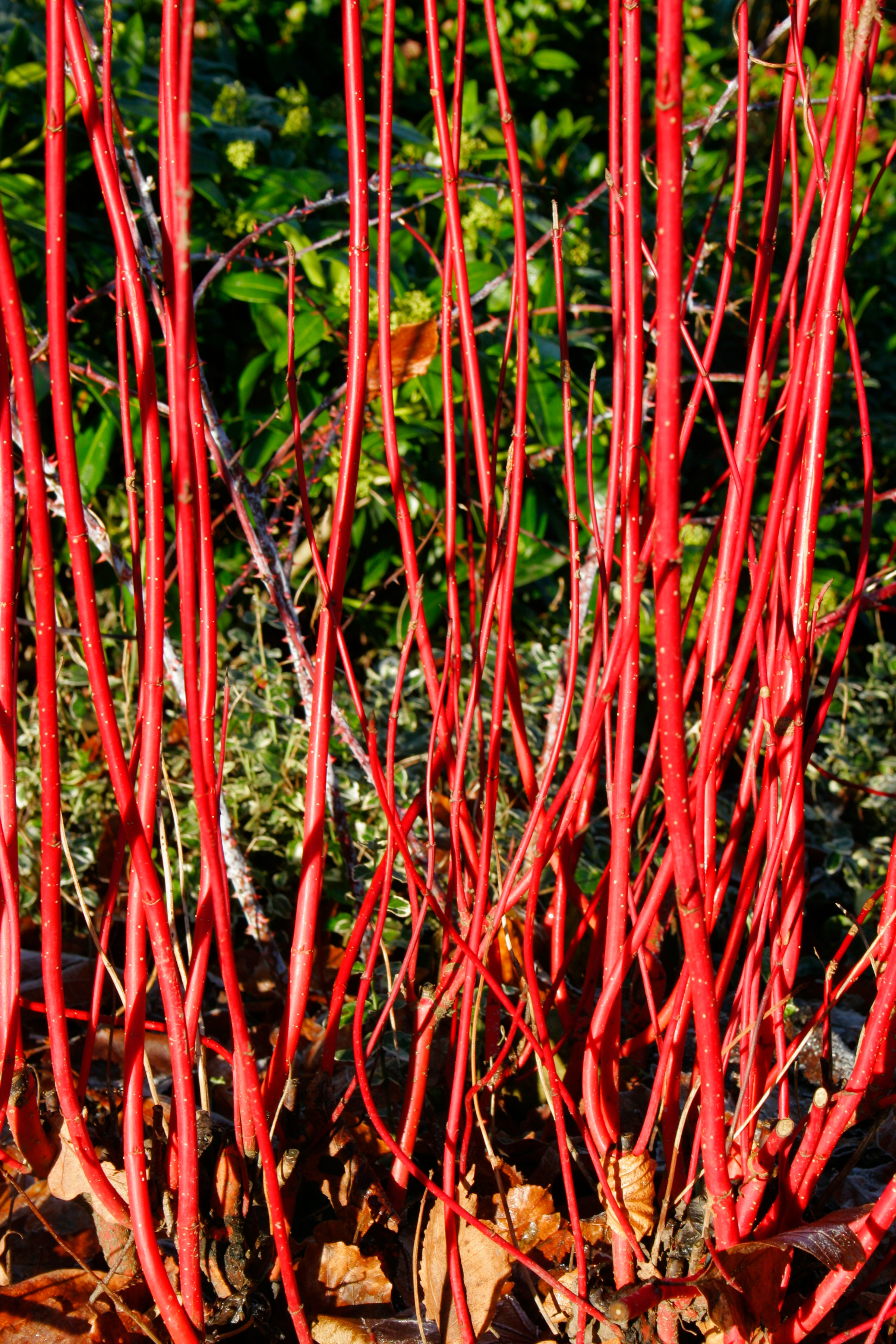 Dogwood stems for use in a wreath (Alamy/PA)
