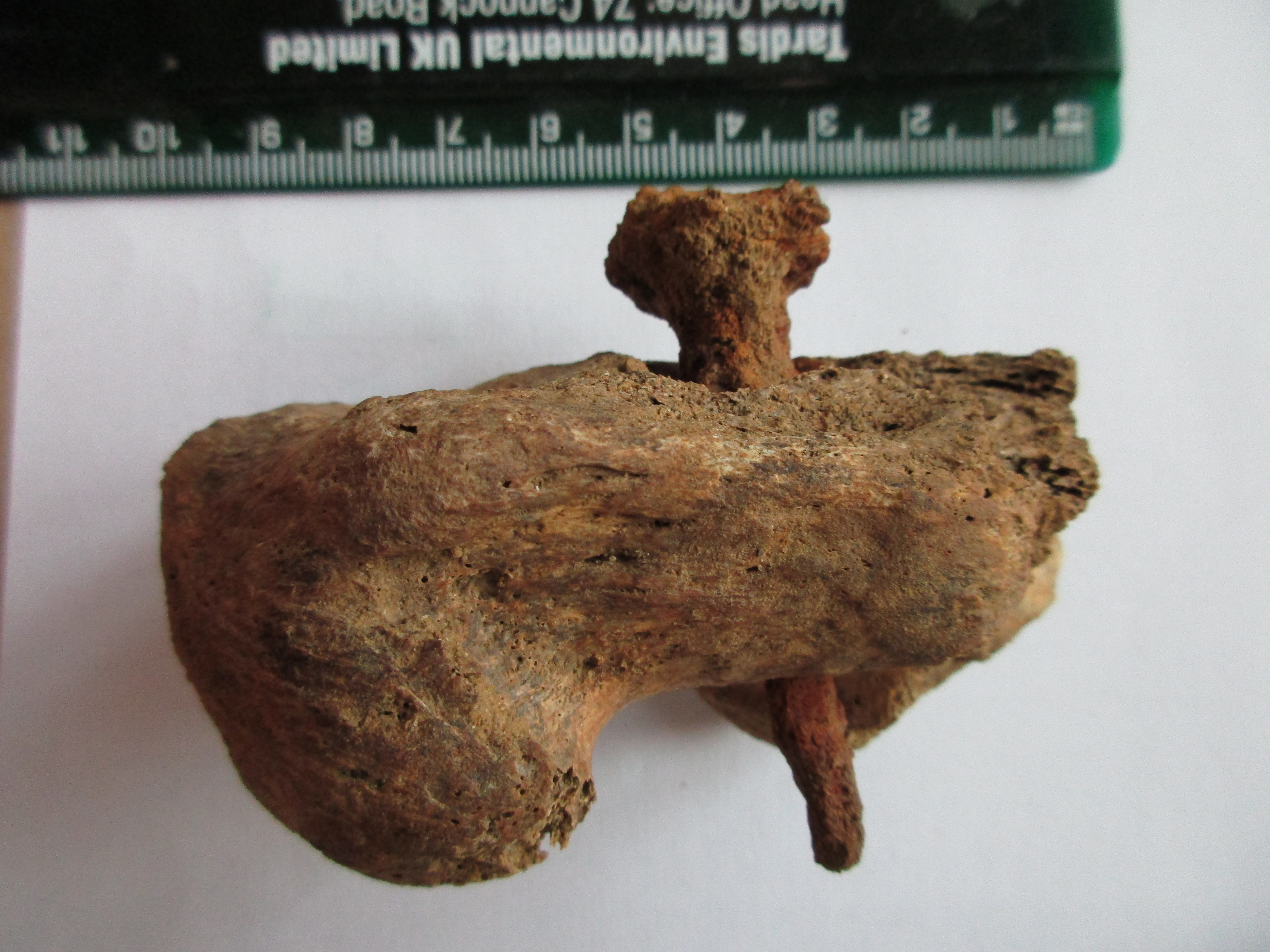 The nail in the heel of the skeleton of the crucified man. (Albion Archaeology/ PA)