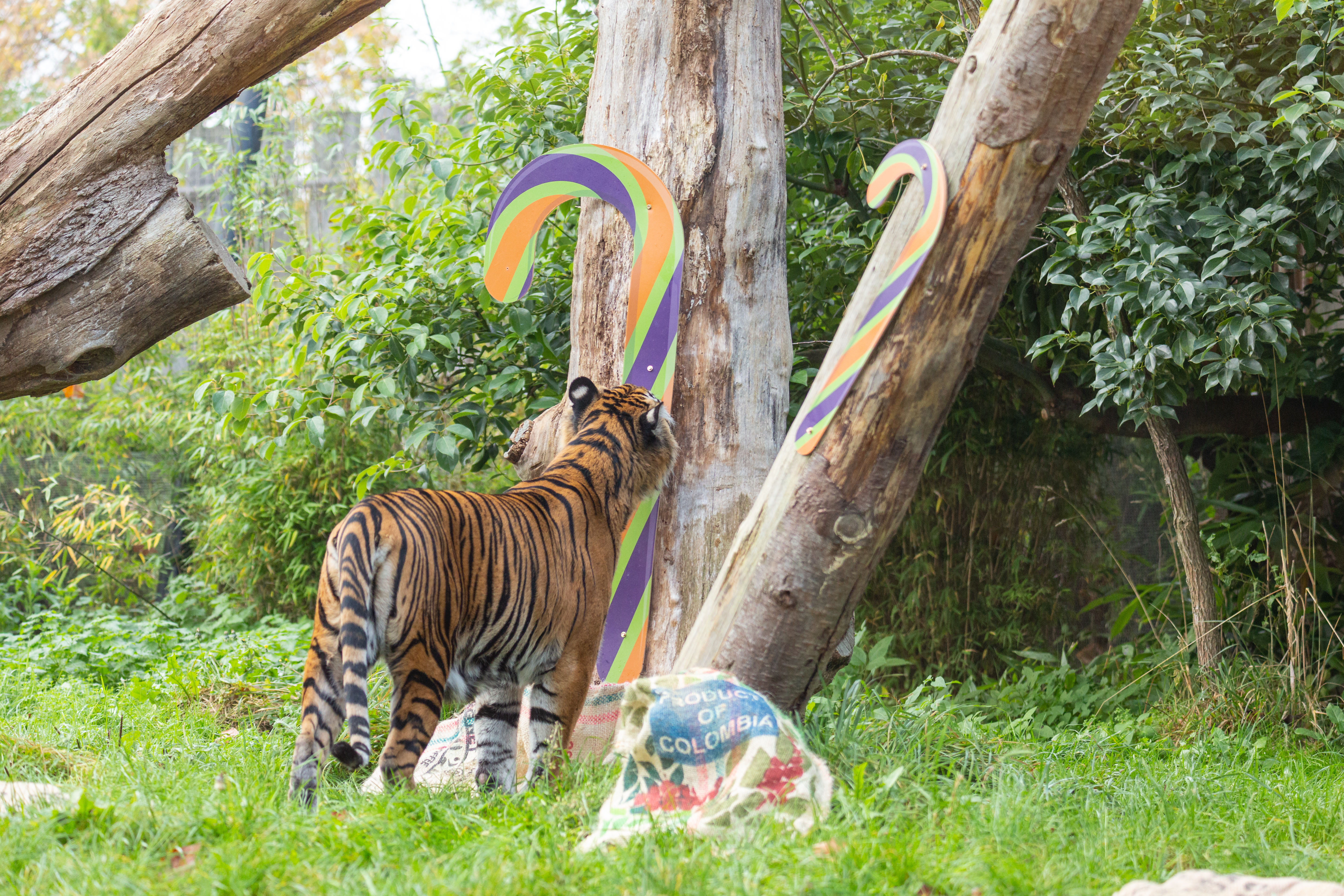 Sumatran tigers at ZSL London Zoo