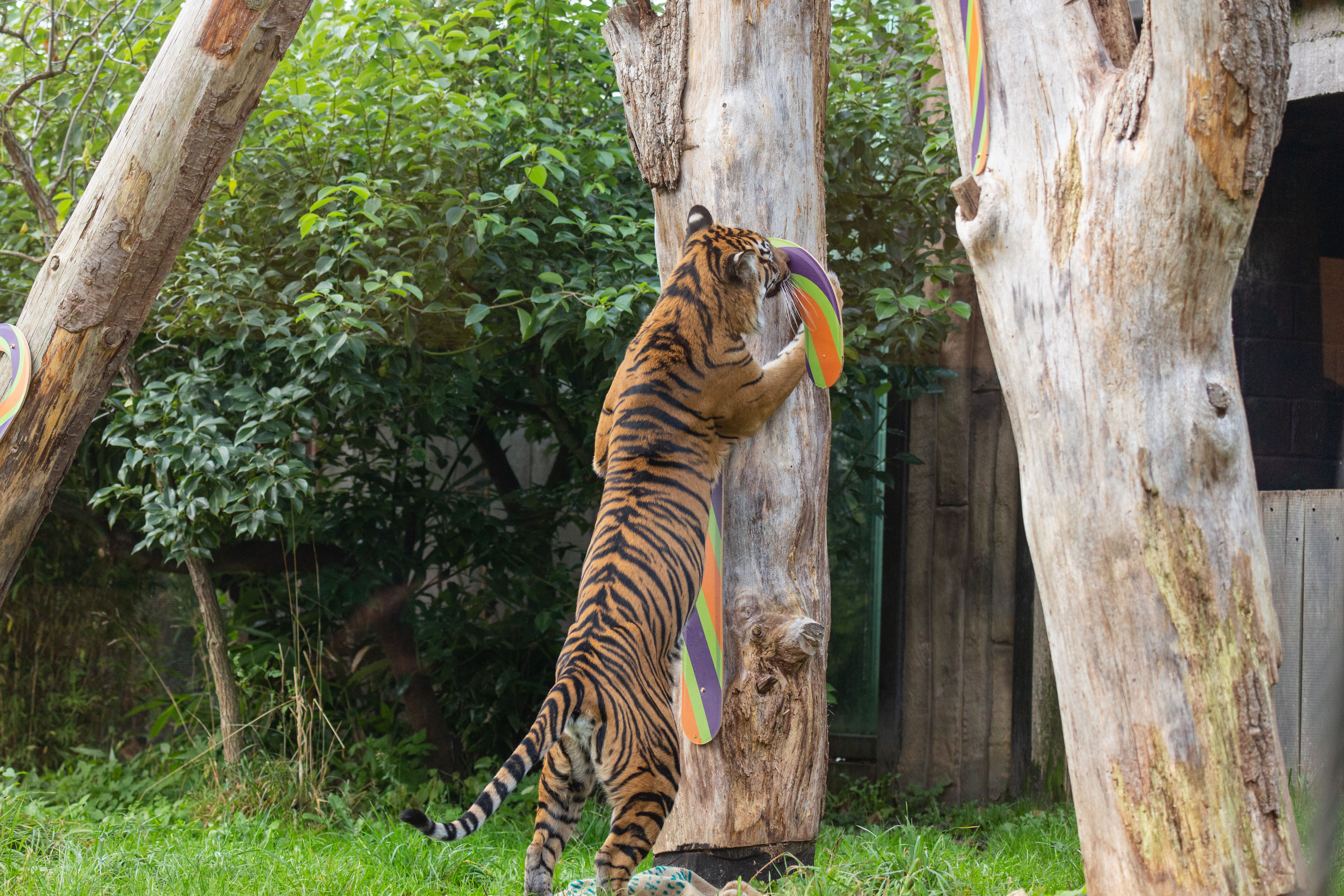 Sumatran tigers at ZSL London Zoo
