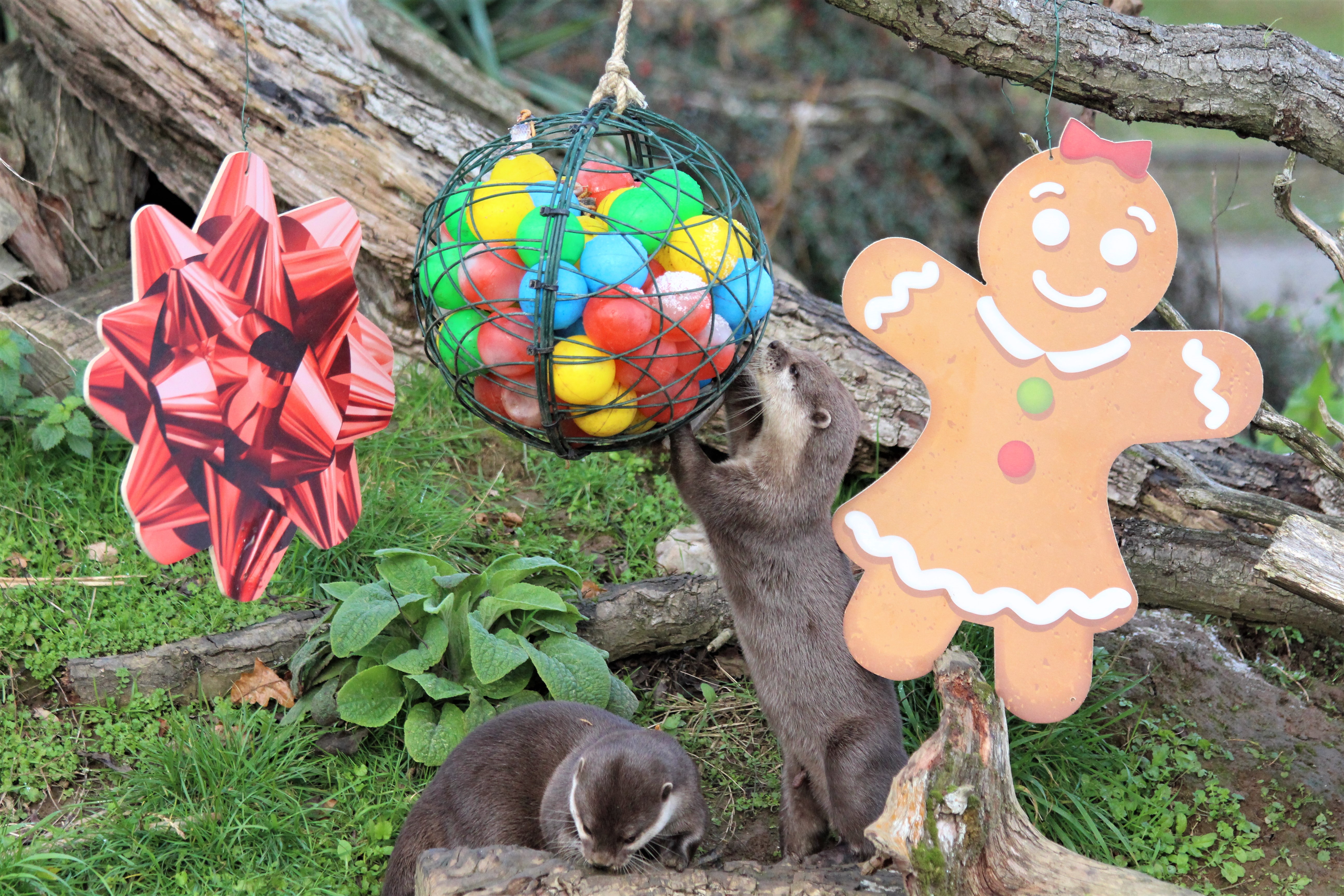 Otter plays with Christmas decorations