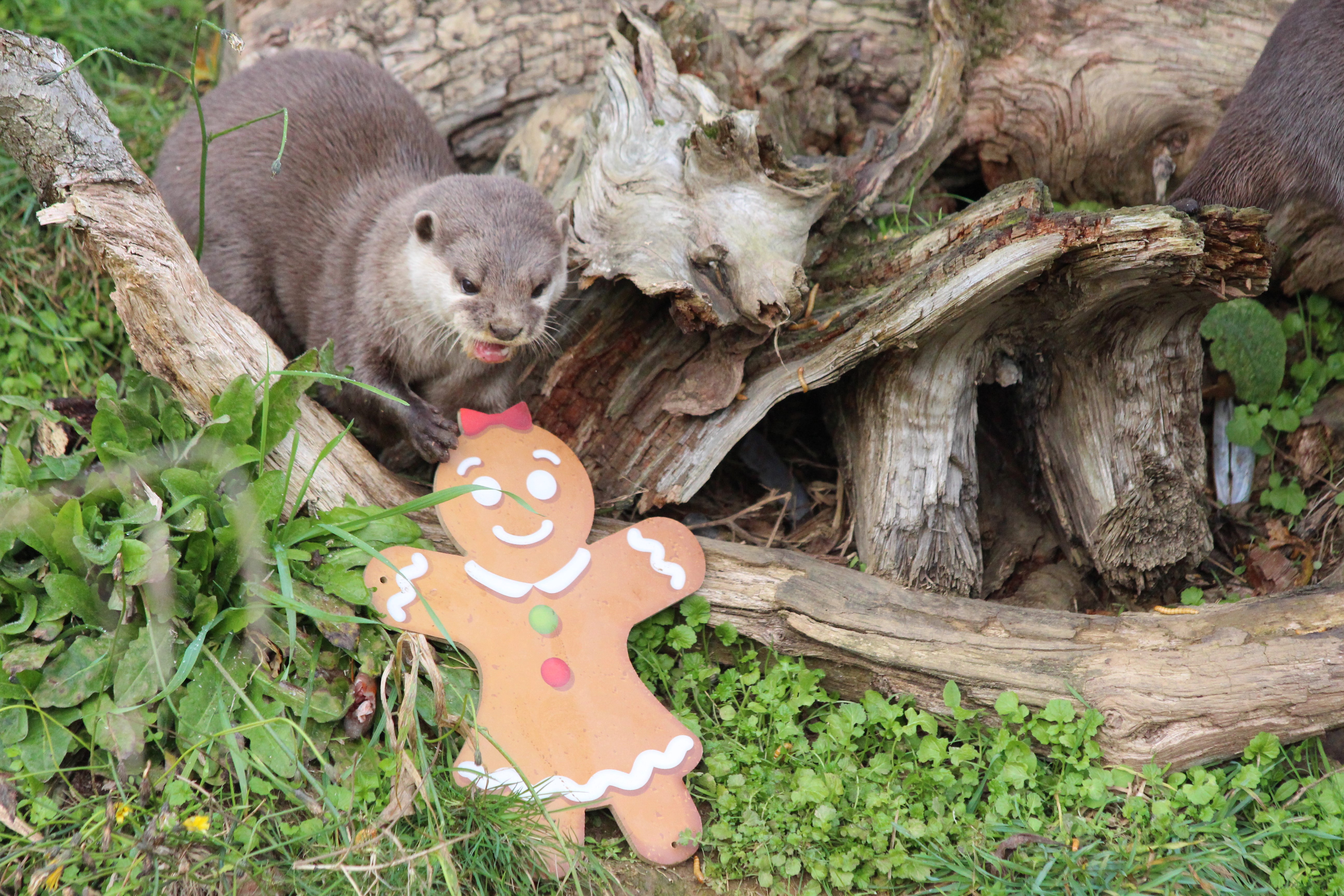 Otter plays with Christmas decorations