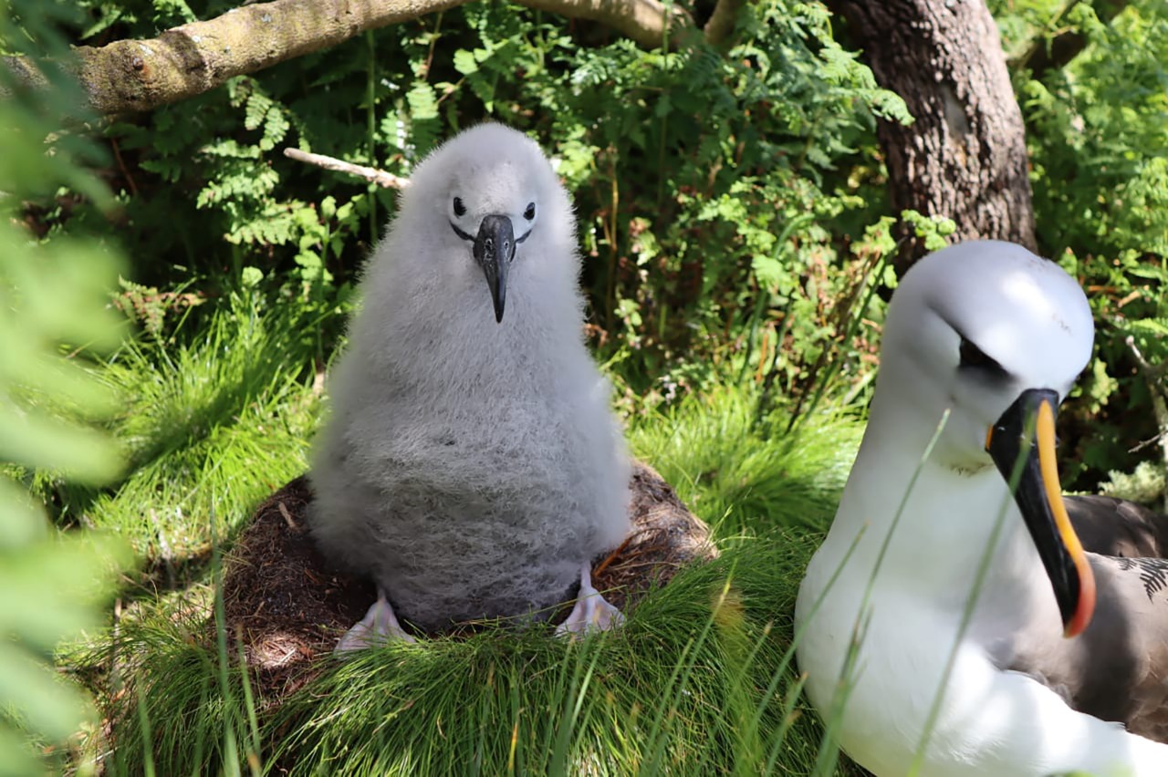 Yellow-nosed albatross and chick are among the many species that nest on the island (RSPB/Kim Stevens/PA)