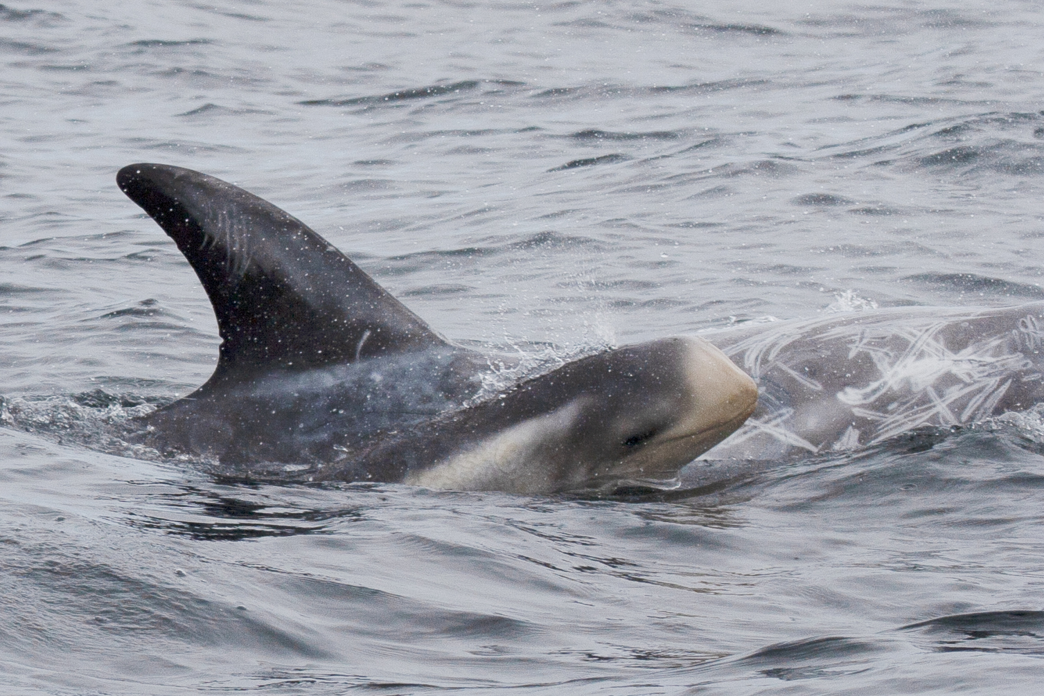 Risso's calf in the marine protected area (MPA)