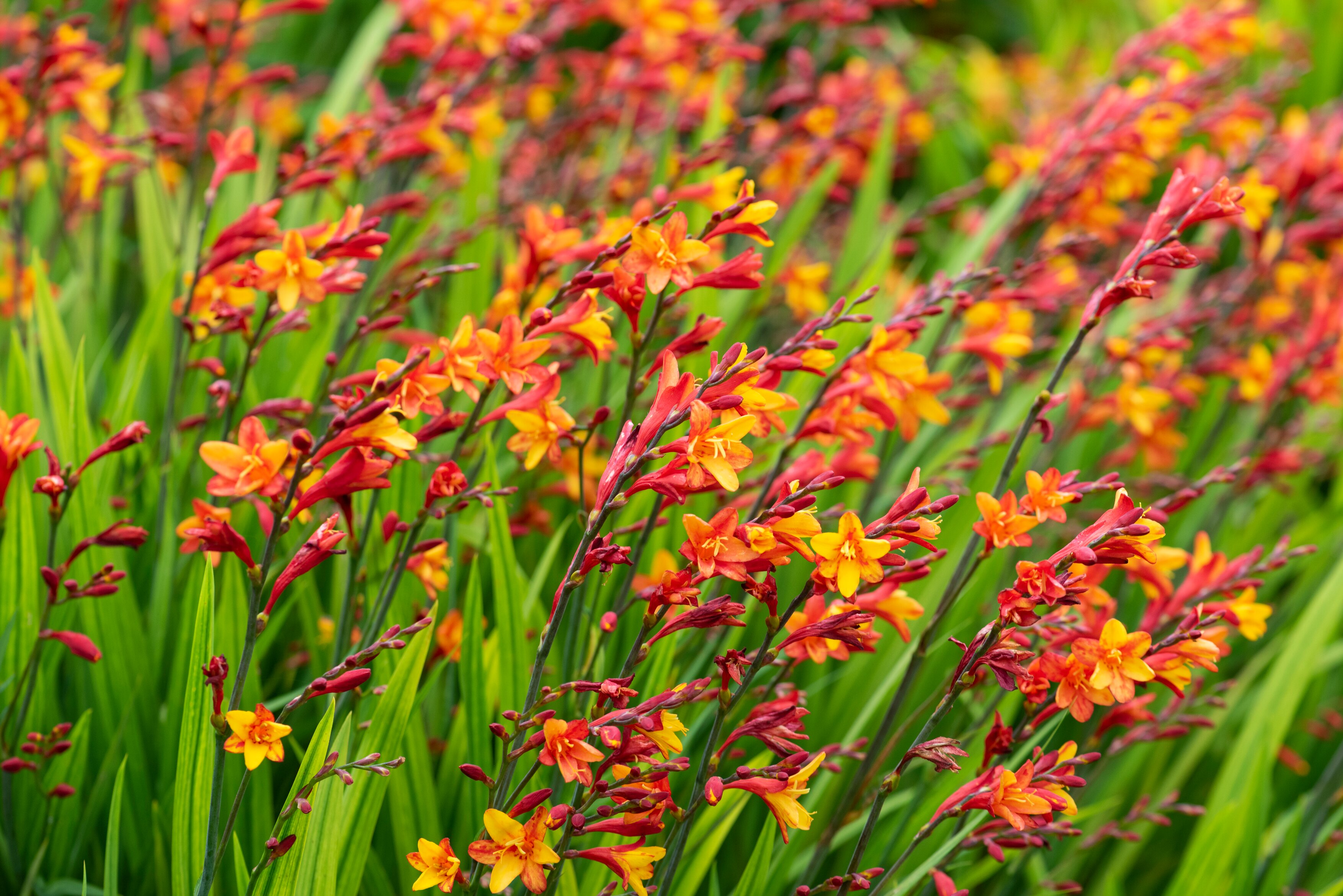 The bright colours of Crocosmia will be on trend next year