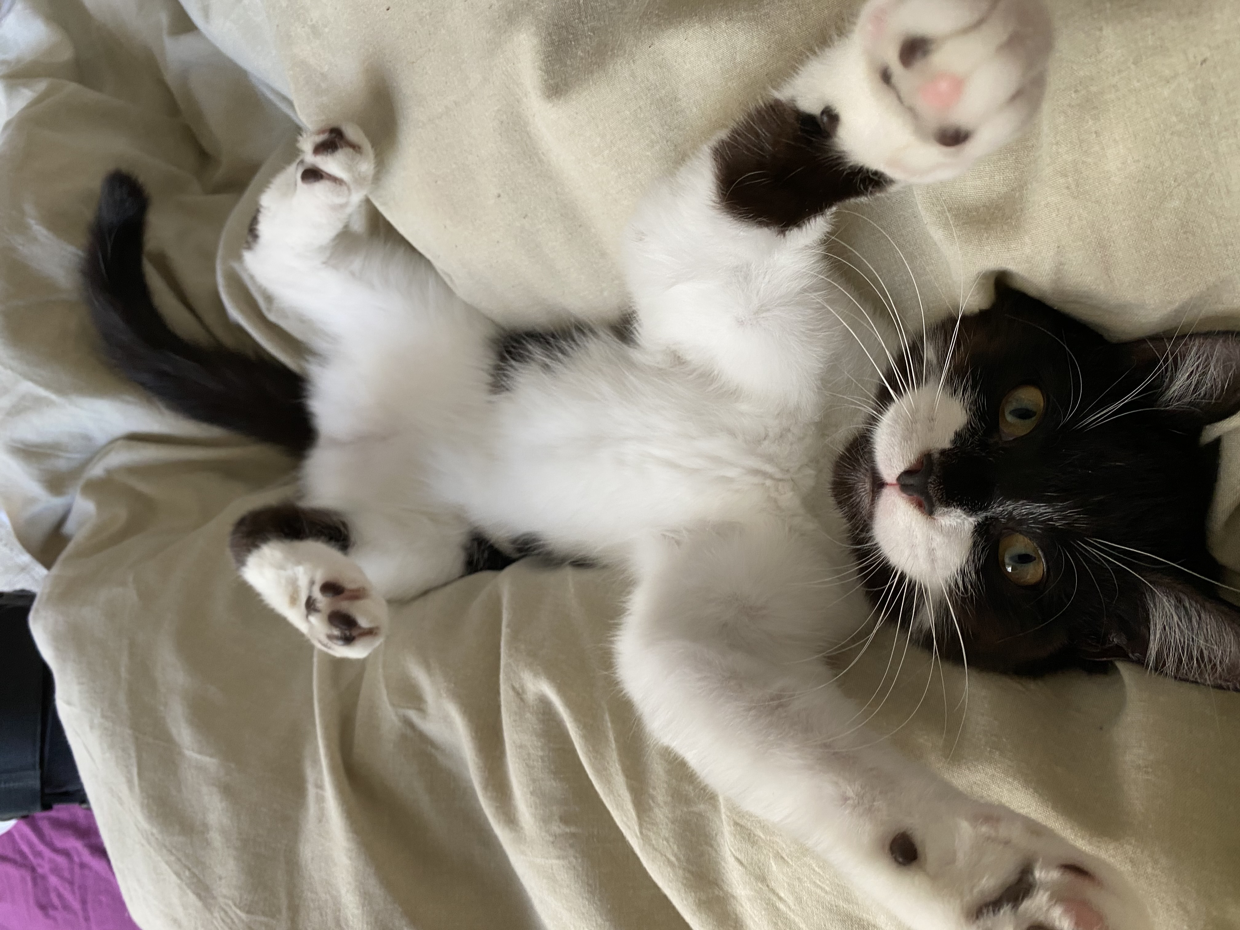 Bedtime play, a kitten playing on a bed