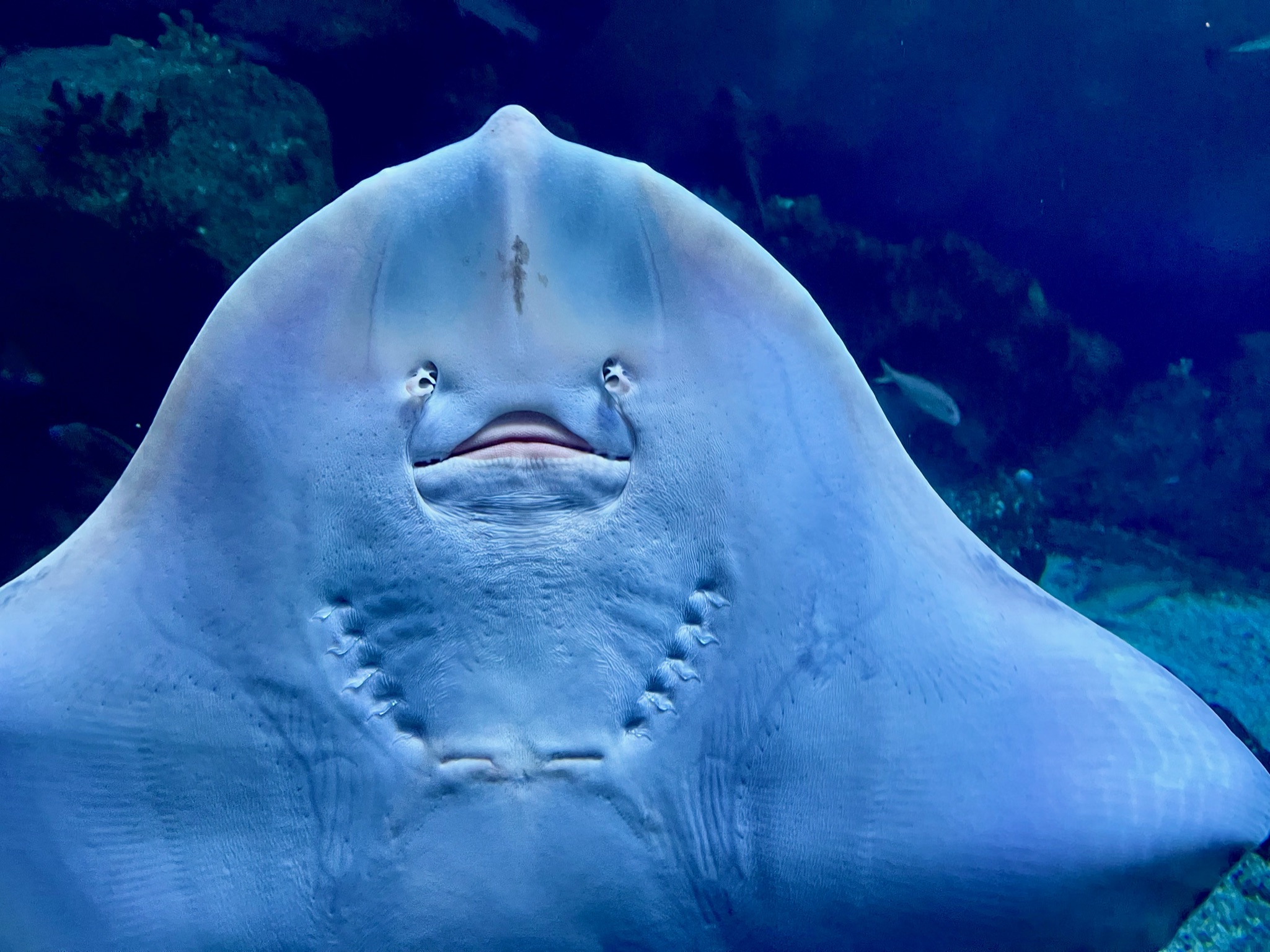 A stingray