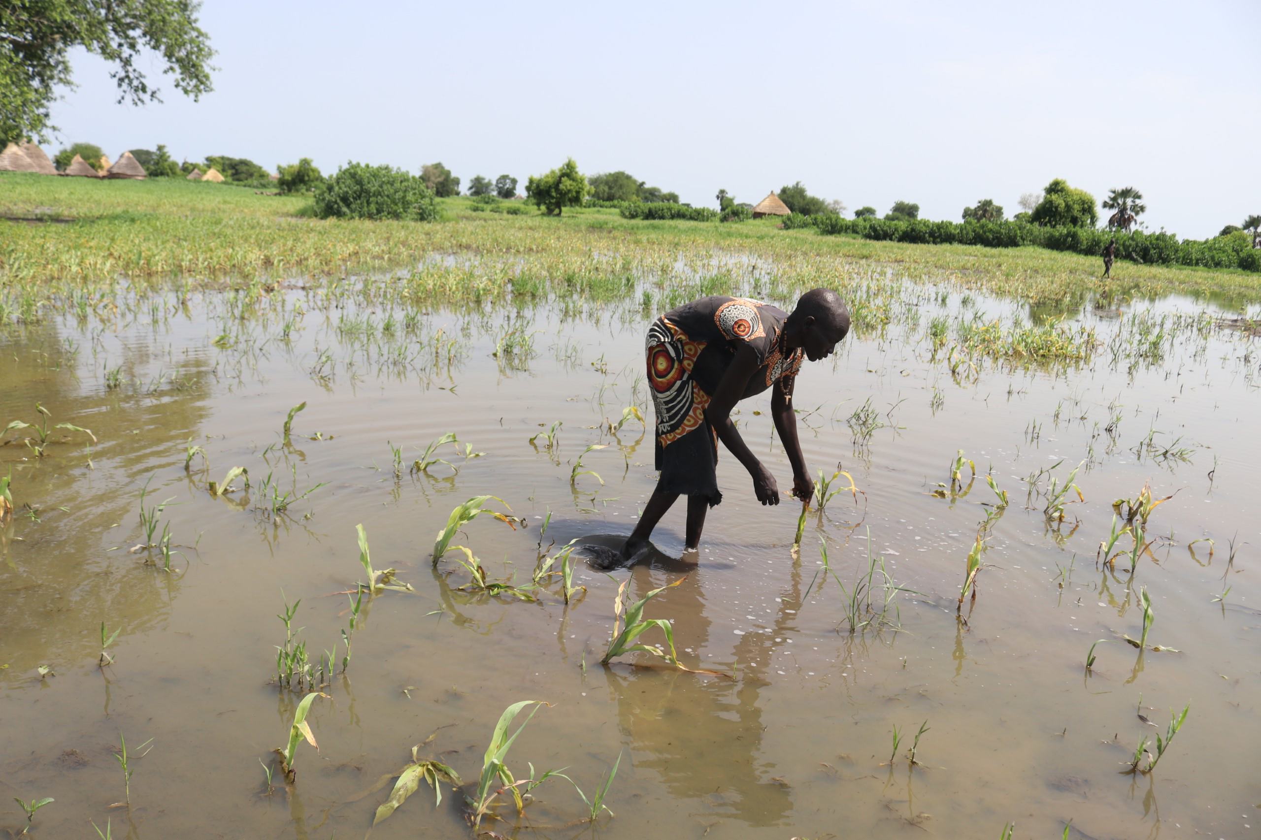 Asunta Nyanut Deng's farm flooded in South Sudan, causing destruction of her crops (Christian Aid/Silvano Yokwe/PA)