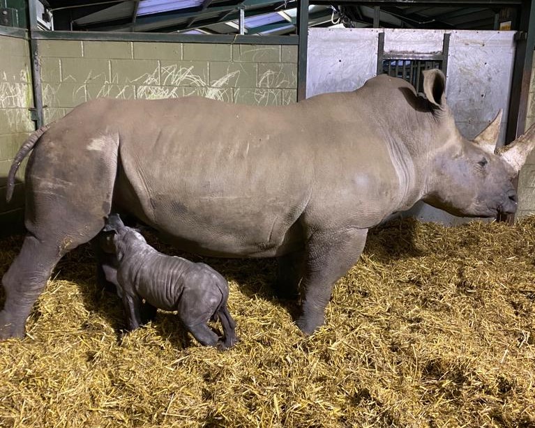 A rare baby white rhino has been born at Africa Alive near Lowestoft, Suffolk. (Zoological Society of East Anglia/ PA)