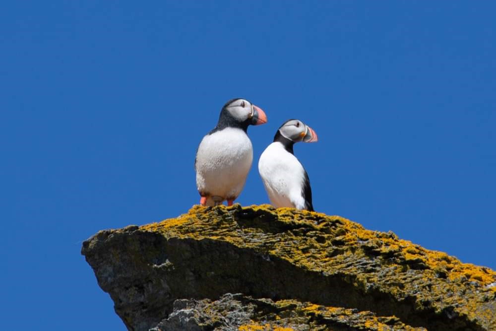 Lure puffins, like the one on the left, are used to lure real ones, like on the right, to the Isle of Man (Kieran Tasker / PA)