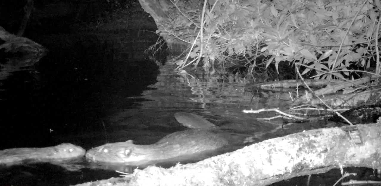 Night-cam film capture of the new beaver kit on the Holnicote estate (National Trust/PA)