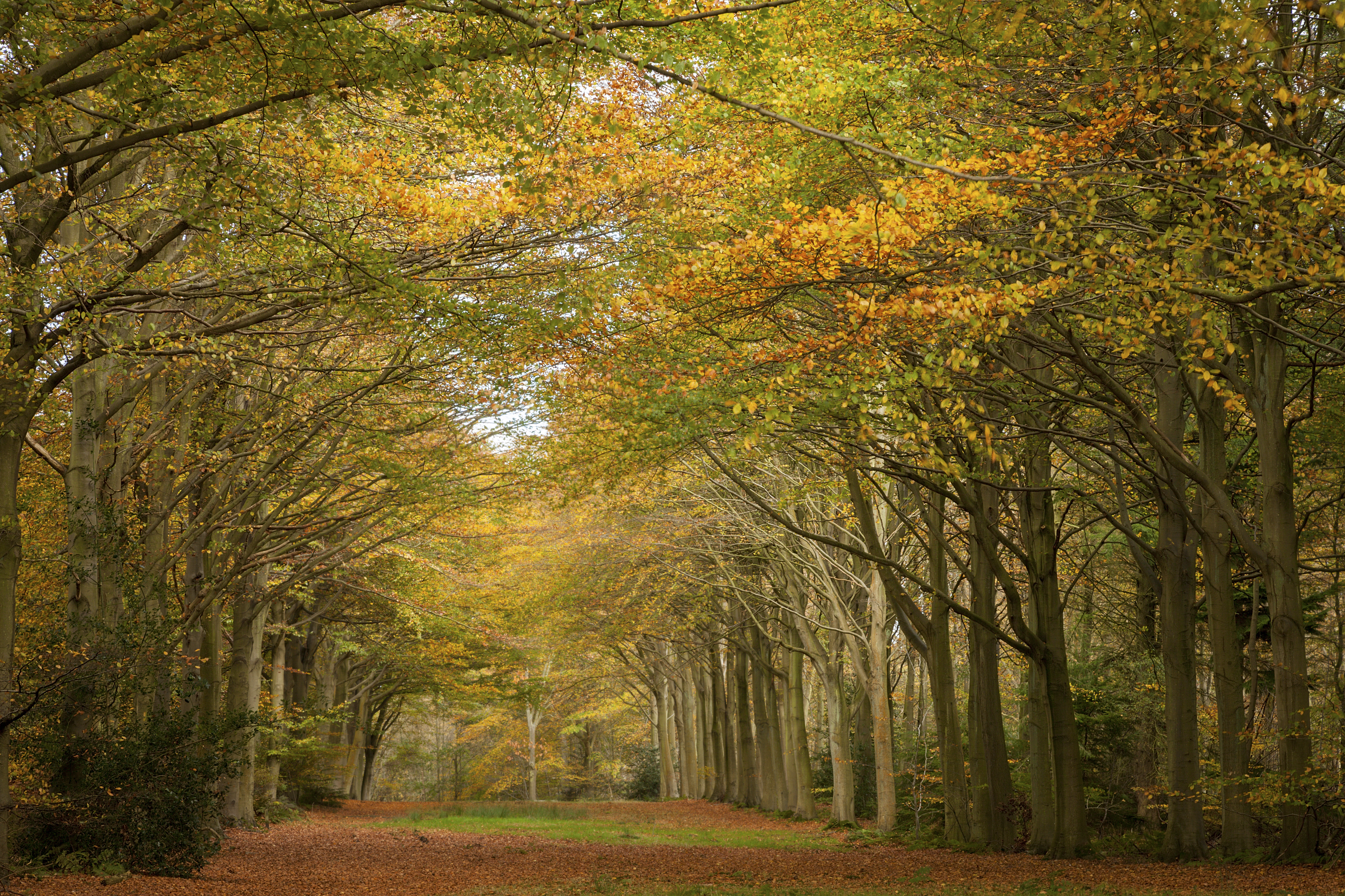 Striking autumnal colours in the Great Wood, part of the old deer park at Felbrigg Hall, Norfolk.
