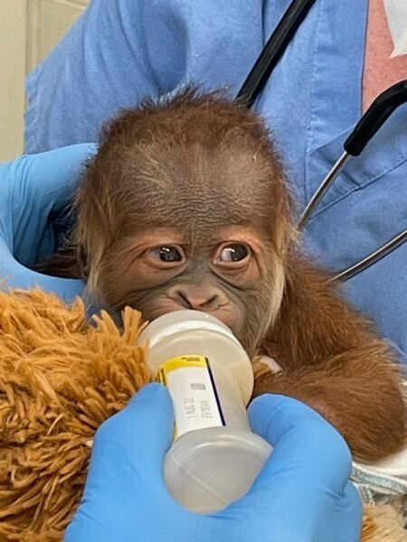 Orangutan