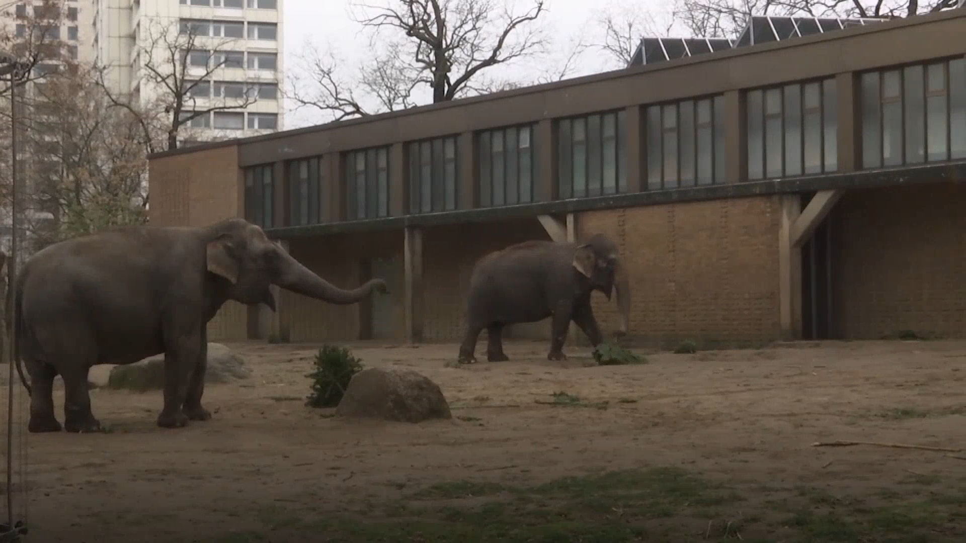 Elephants and Christmas trees at Zoo Tiergarten in Berlin