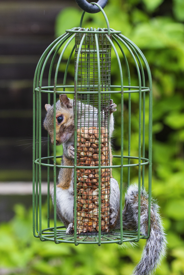 A squirrel tuck inside a bird feeder in Ashford, Kent. 