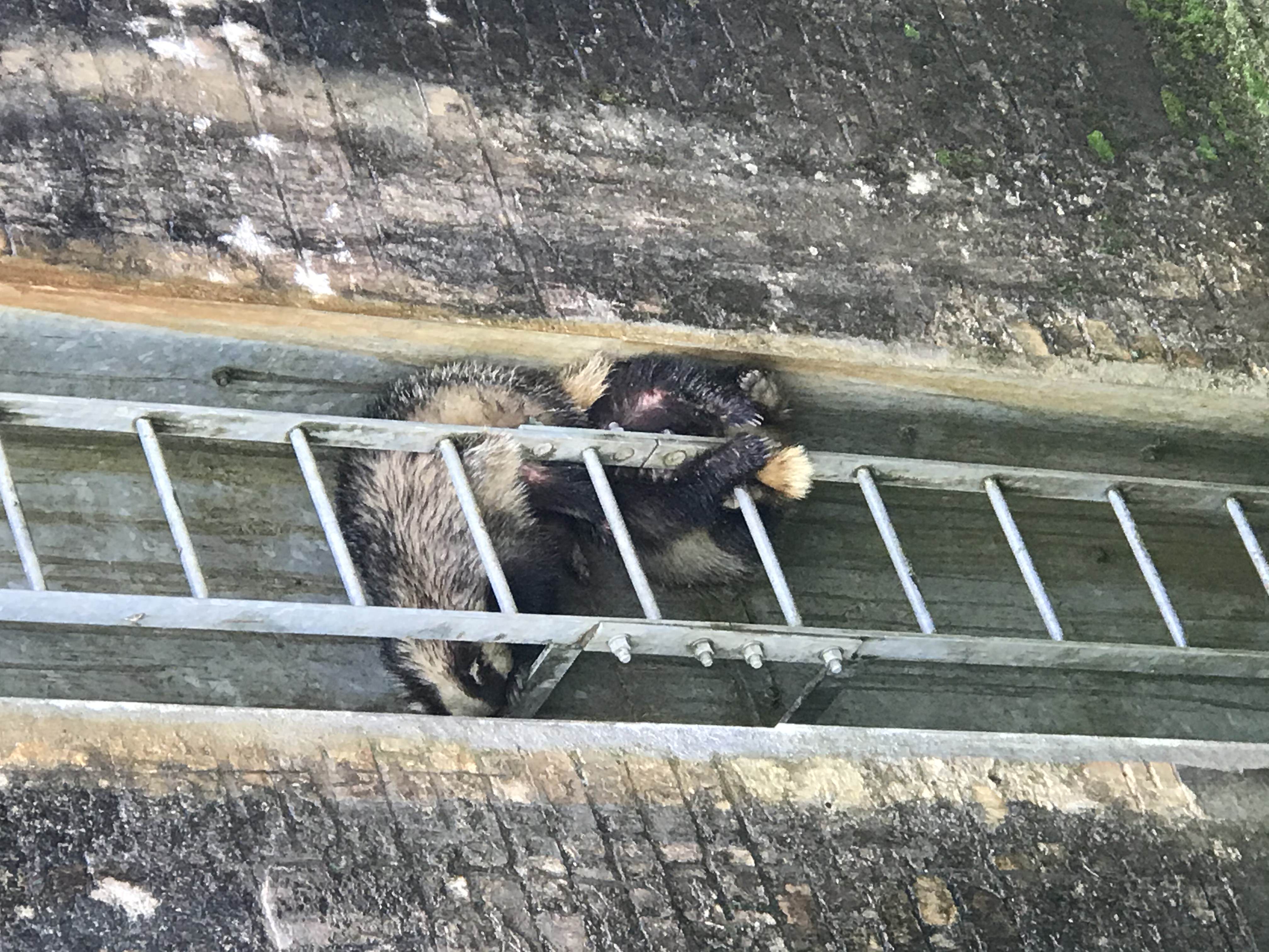 pair of badgers needed rescuing after getting trapped on a ladder in the canal. 
