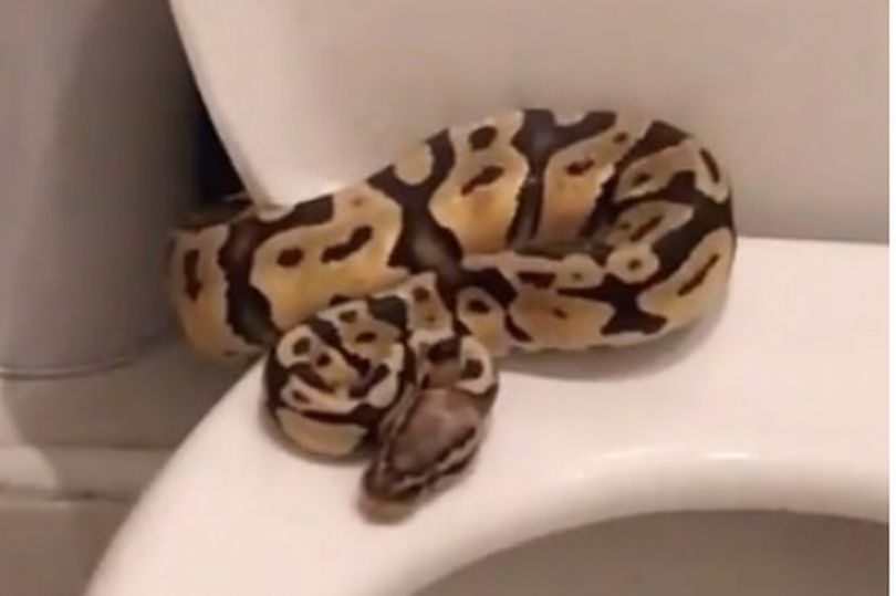 Coronation Street star Harry Visinoni called the RSPCA after a snake slithered out of his toilet. 