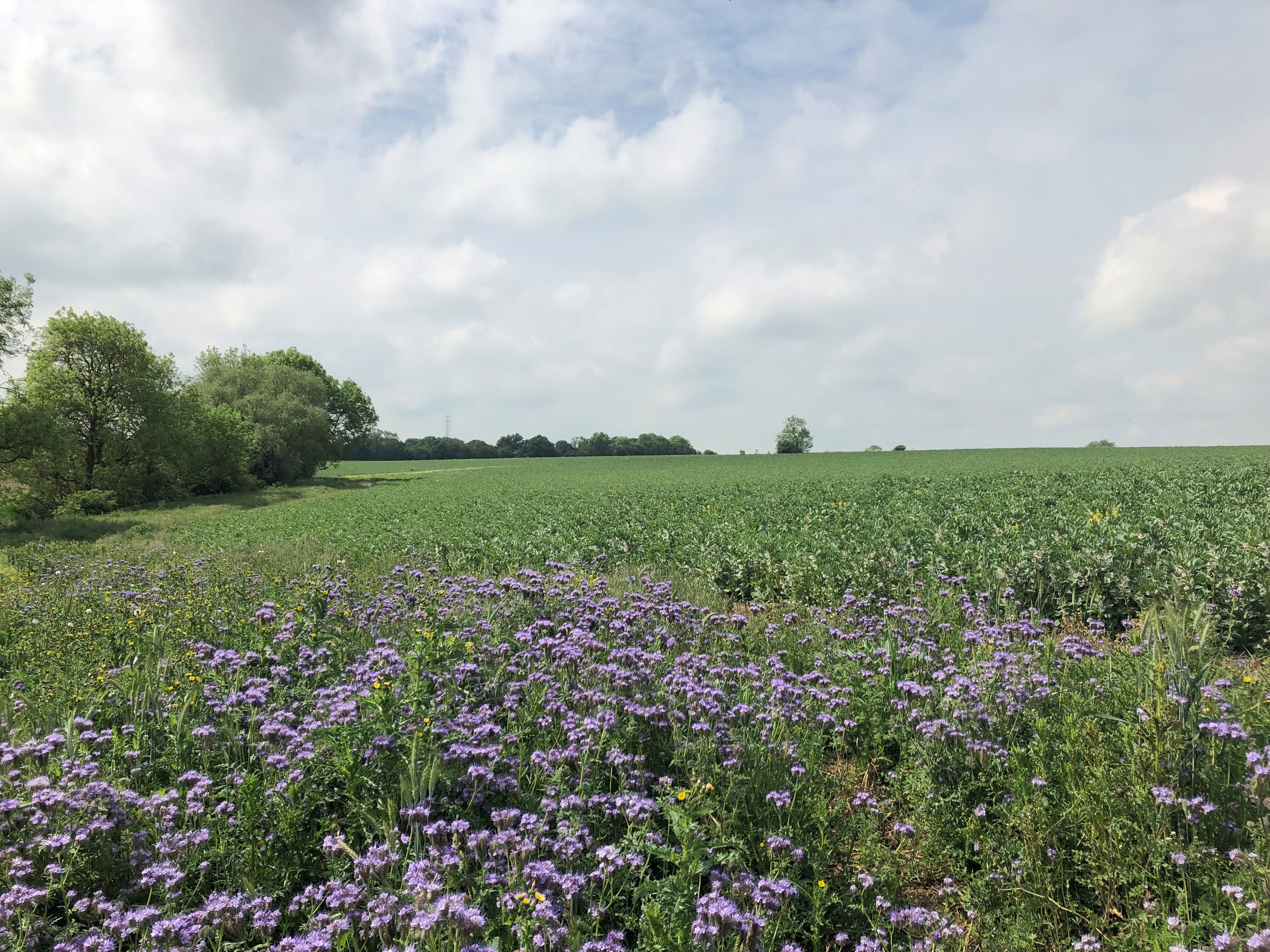 A flower margin of an arable field to support wildlife