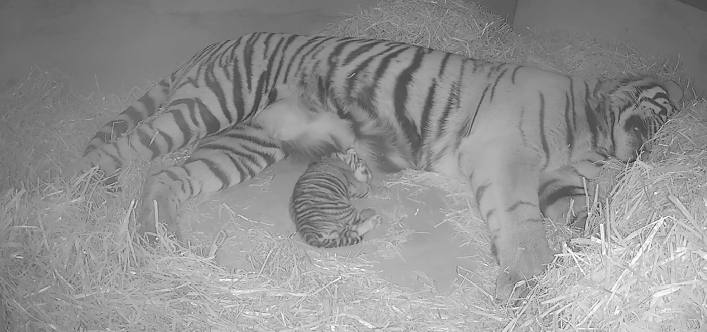 Sumatran tiger Gaysha and cub