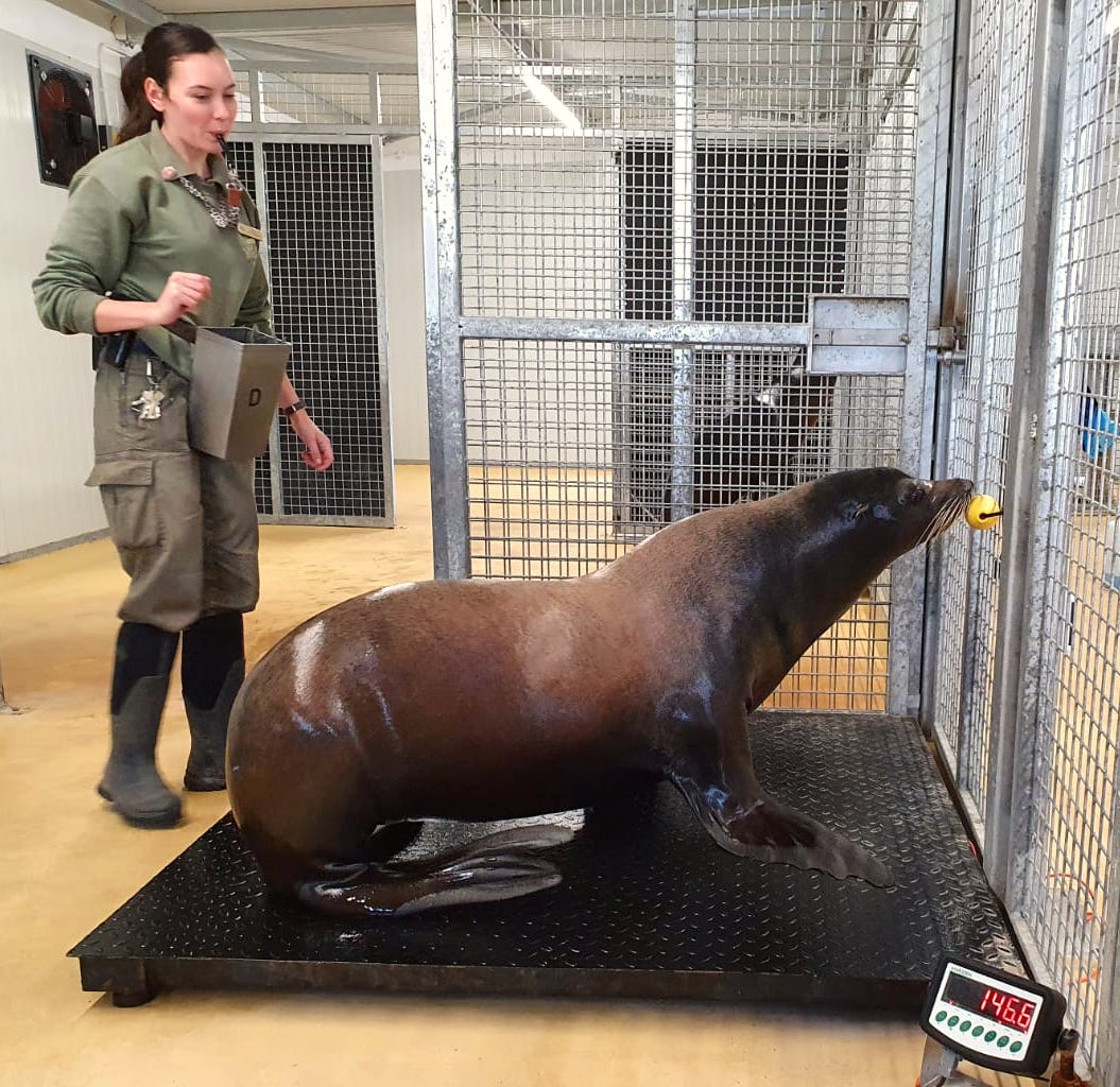zookeeper weighs a sea lion 
