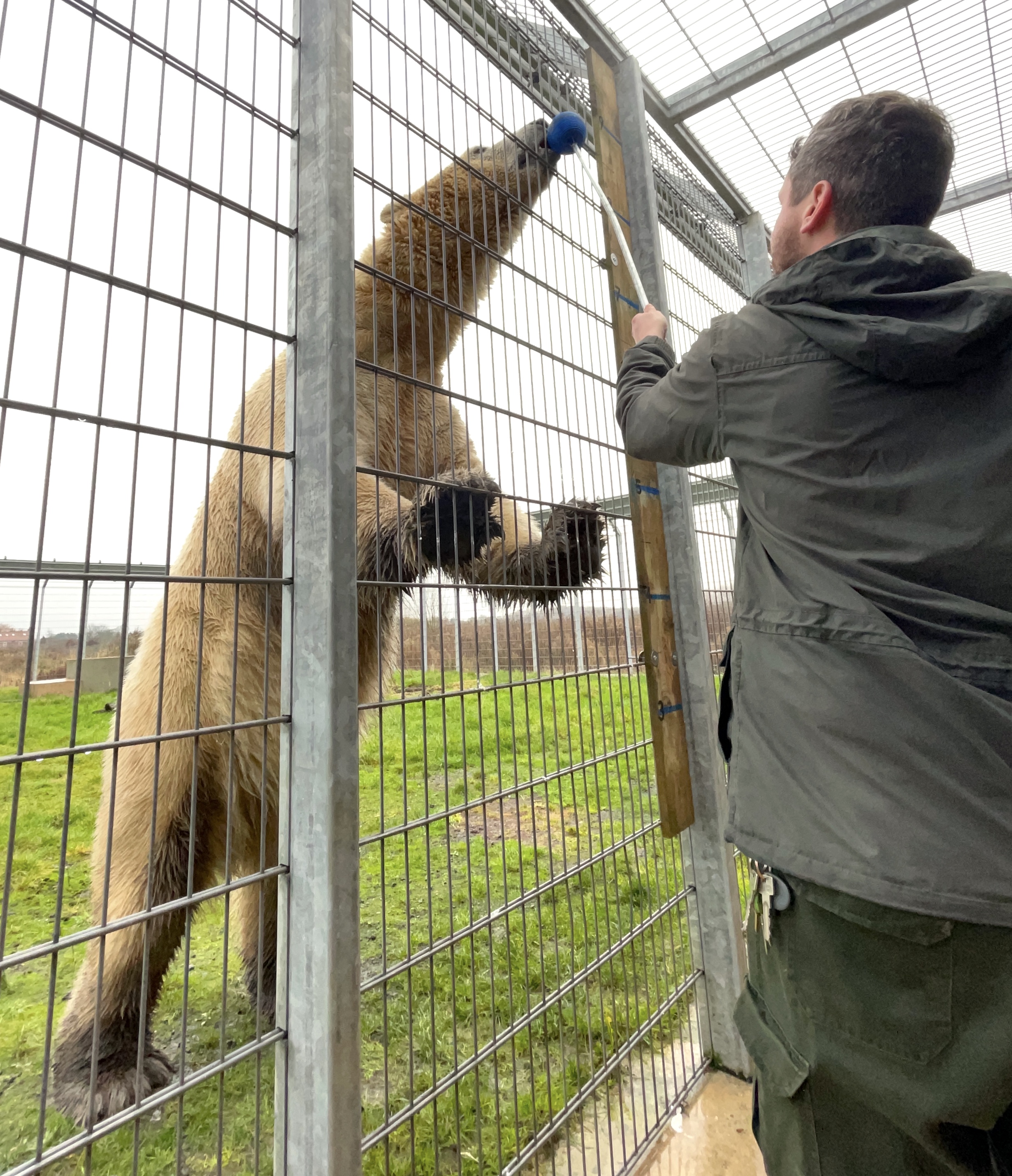 Zookeeper measures a polar bear
