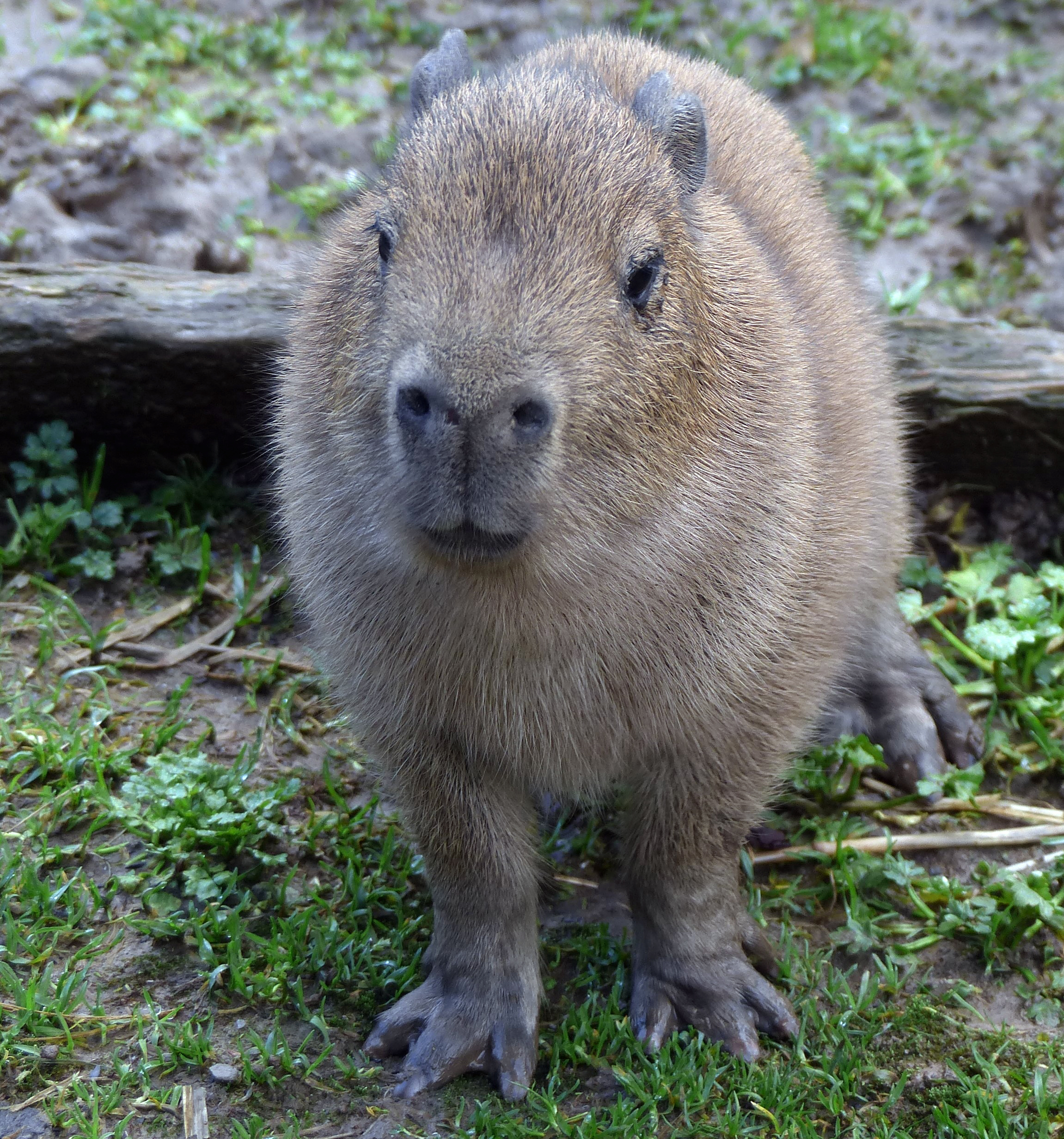 Capybara pup