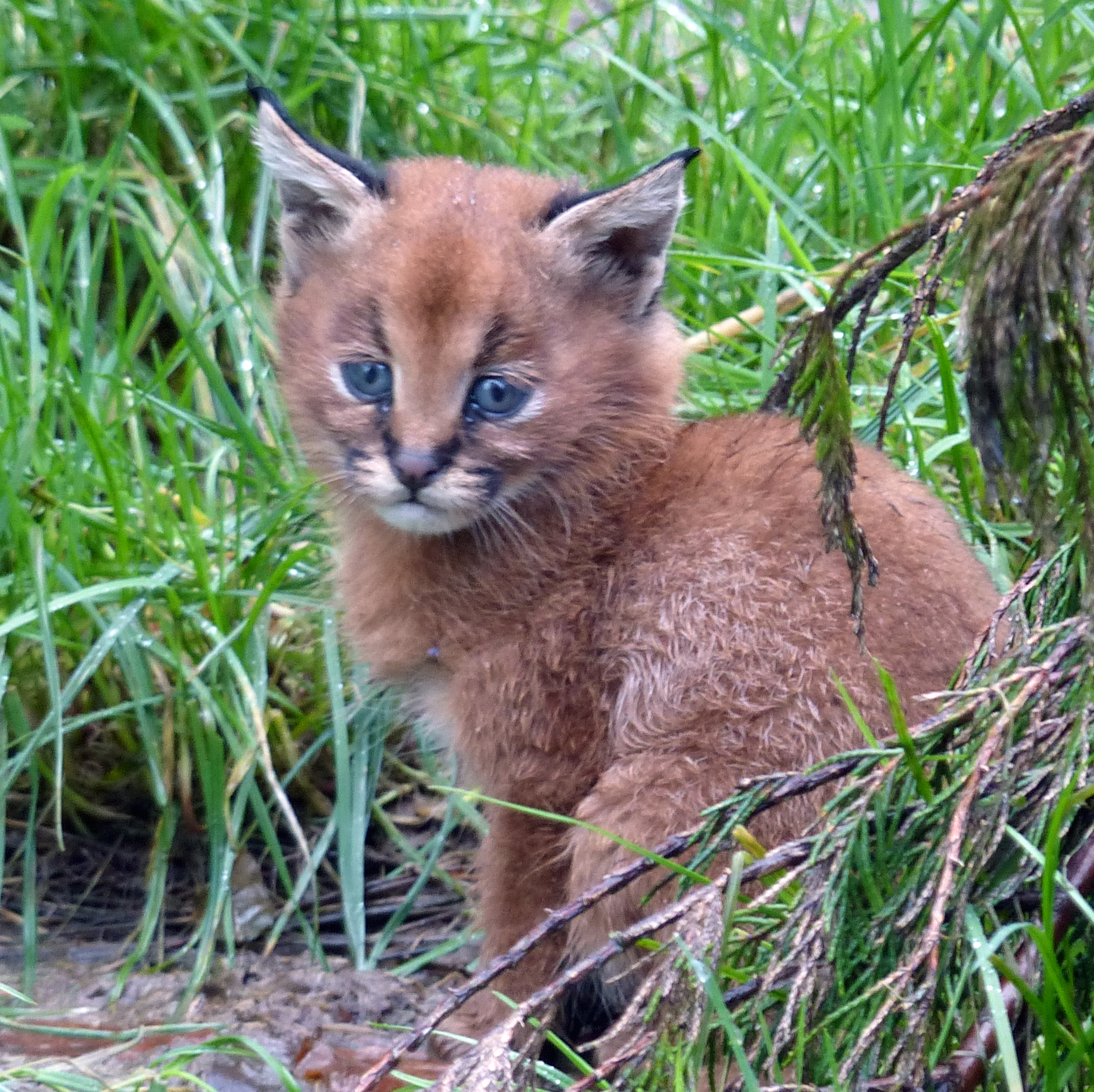 Caracal lynx kitten
