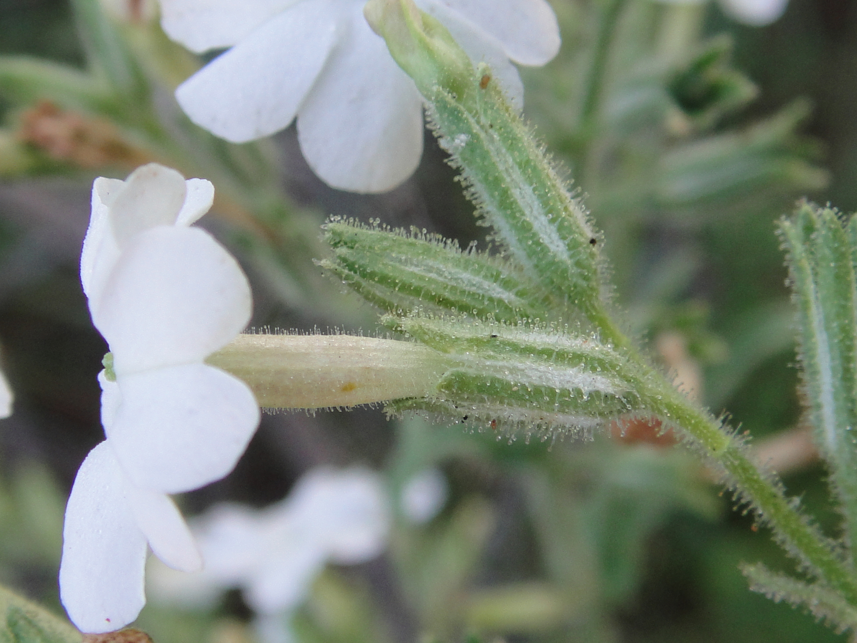 Nicotiana insecticida, a killer tobacco plant from Australia (Maarten Christenhusz/PA)